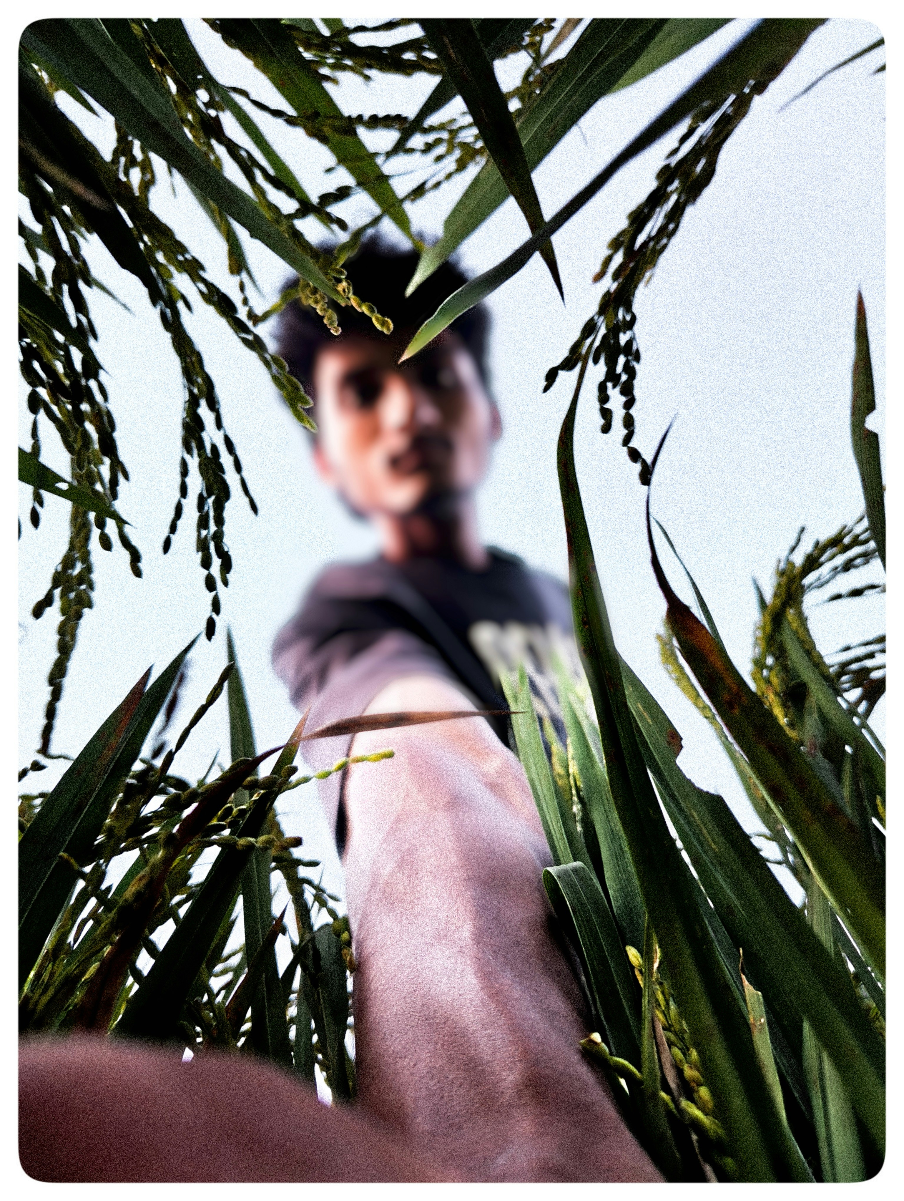 Man reaching out through rice stalks