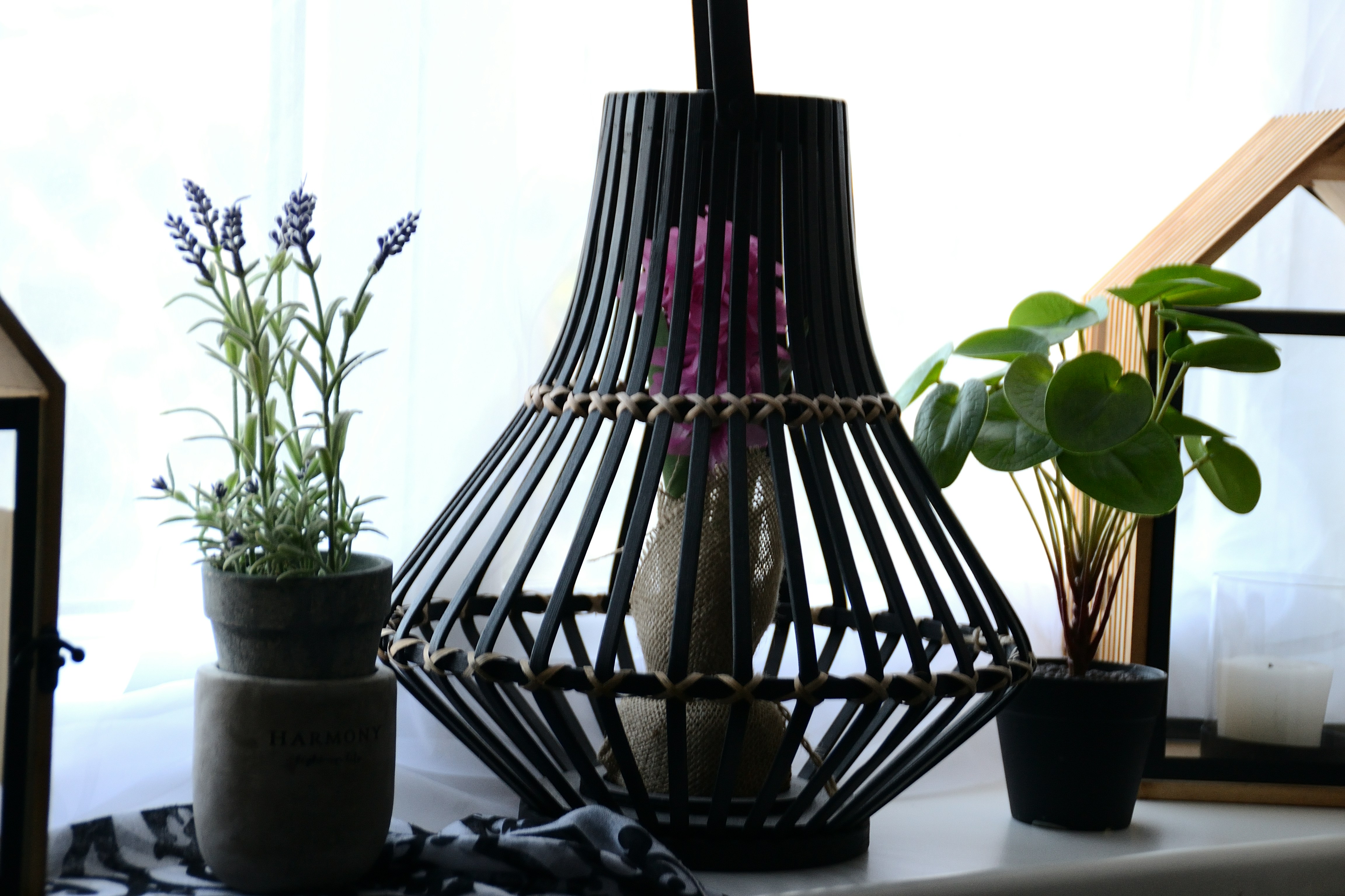 Photo by psilocybe53