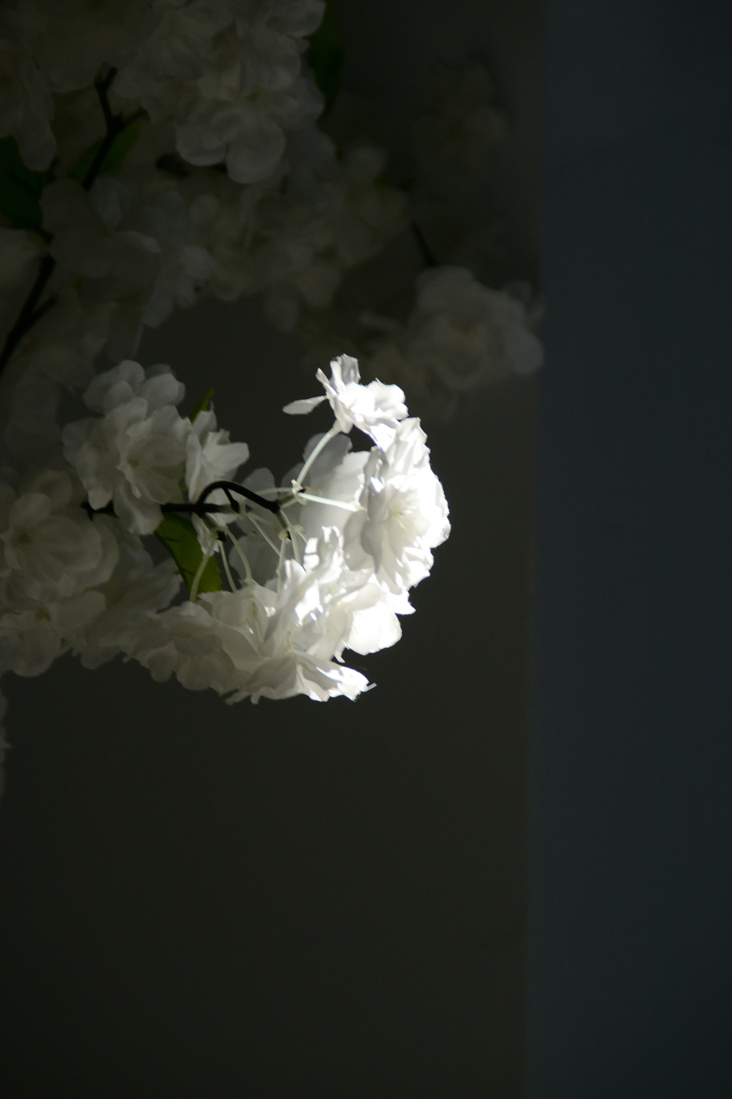 Photo by psilocybe53