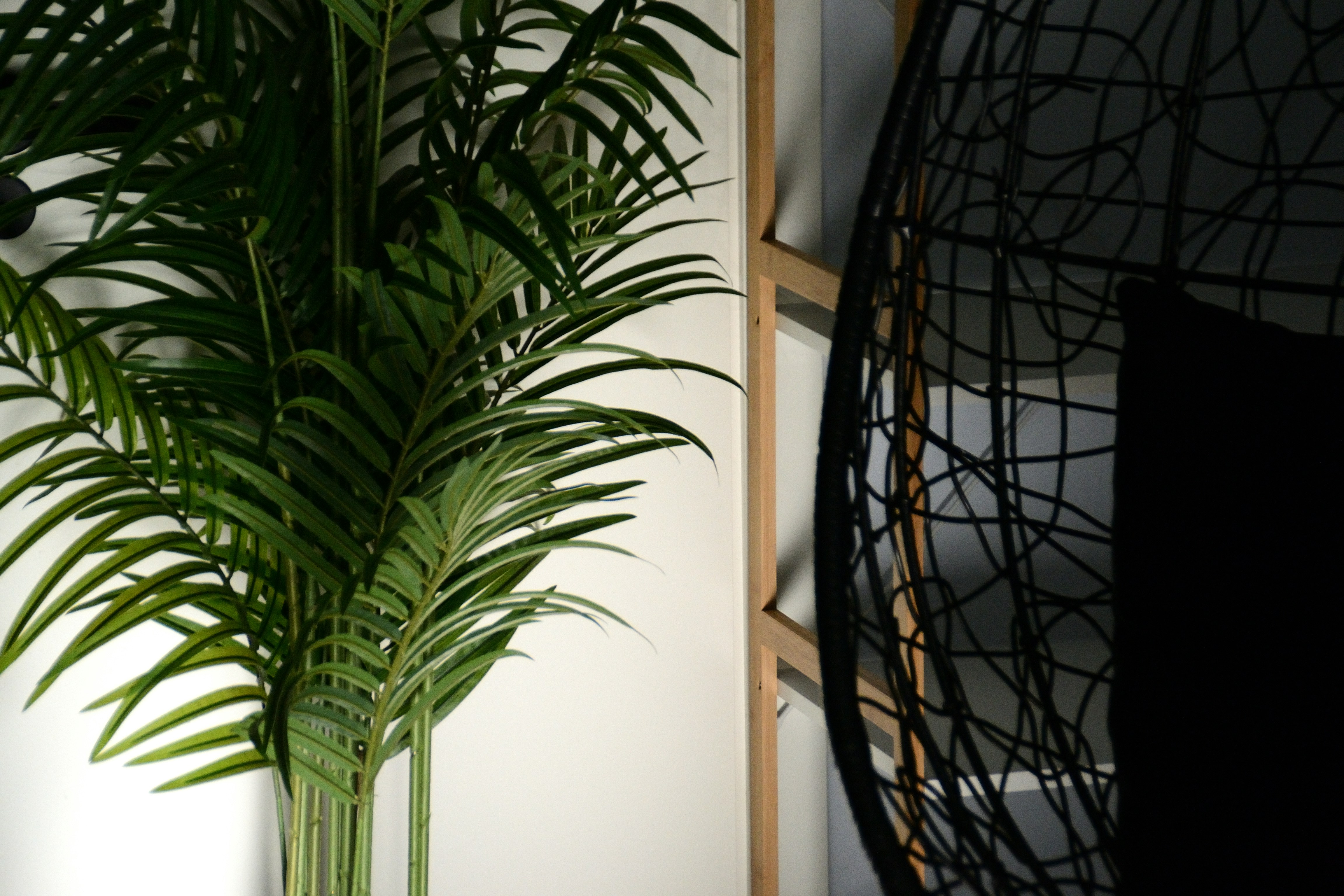 Photo by psilocybe53