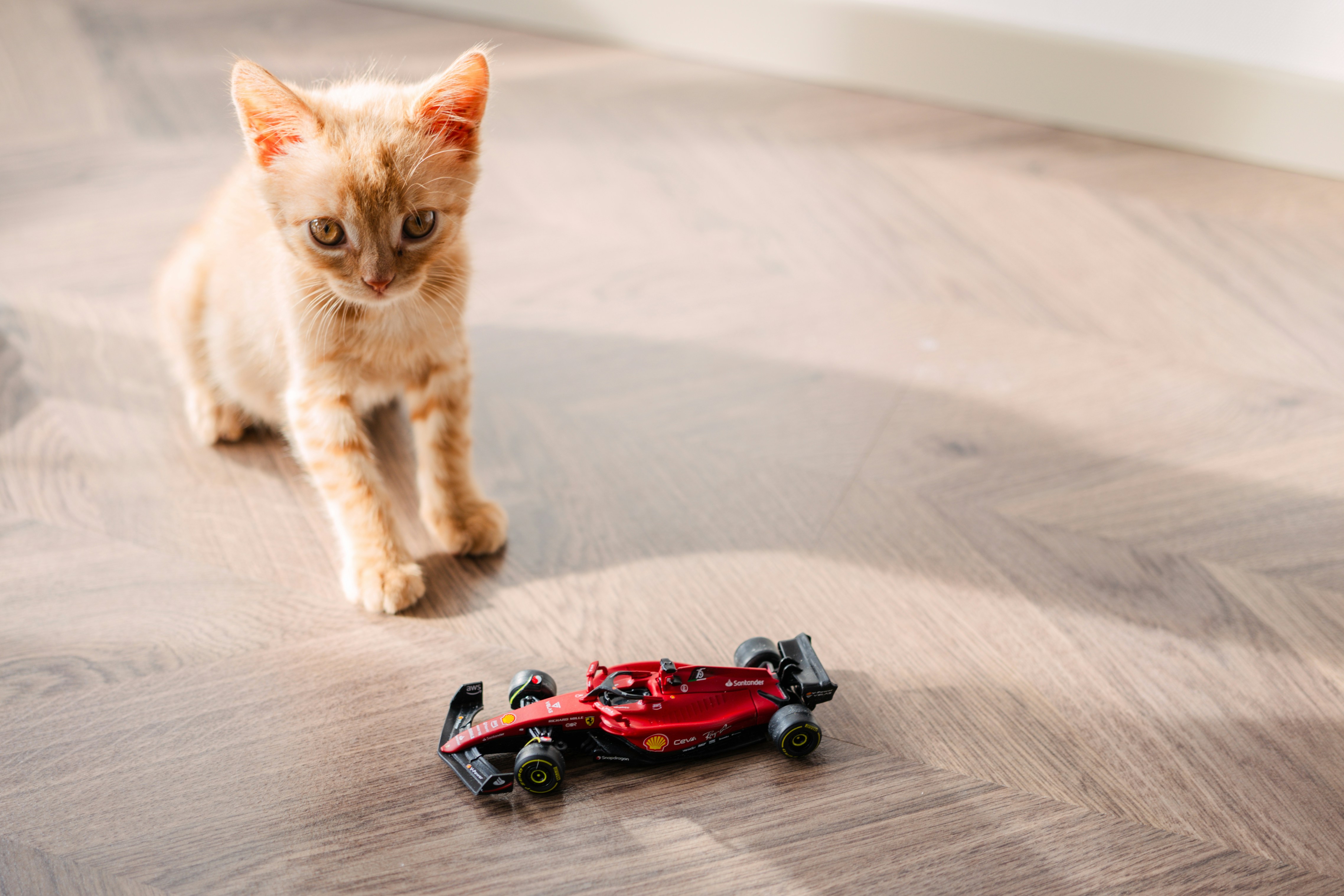 Best Cat Toys for Kittens: Top Picks & Guide