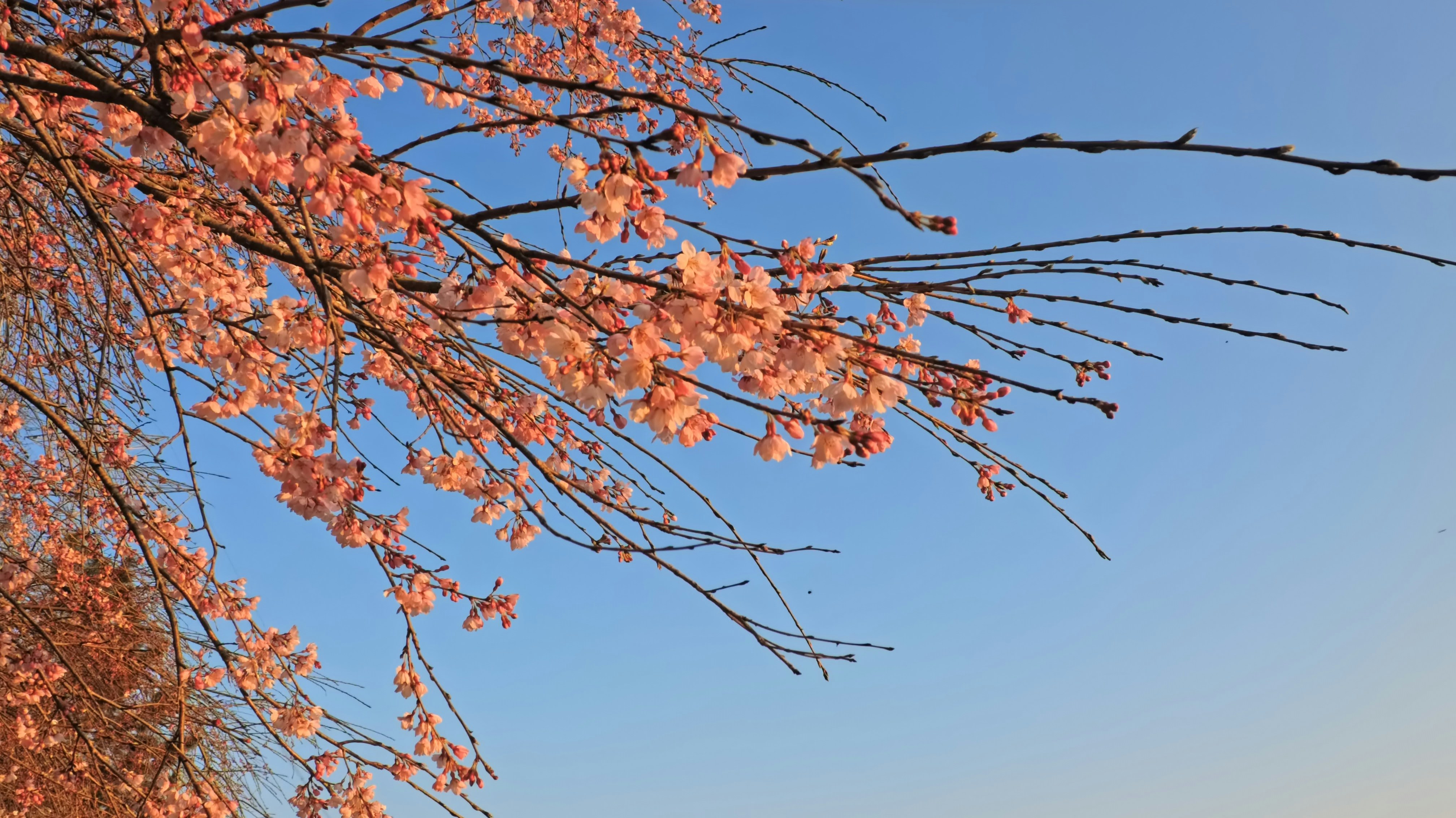 Fiori rosa di ciliegio sui rami contro un cielo azzurro limpido