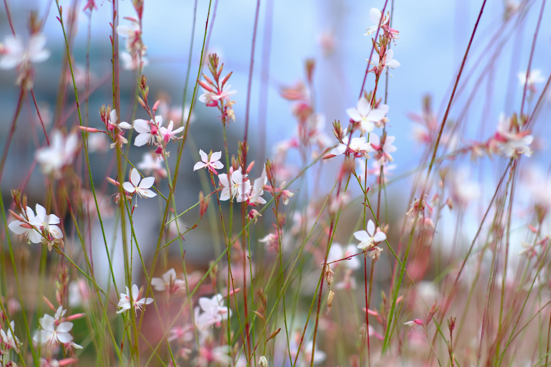 Delicate white and pink flowers with thin stems