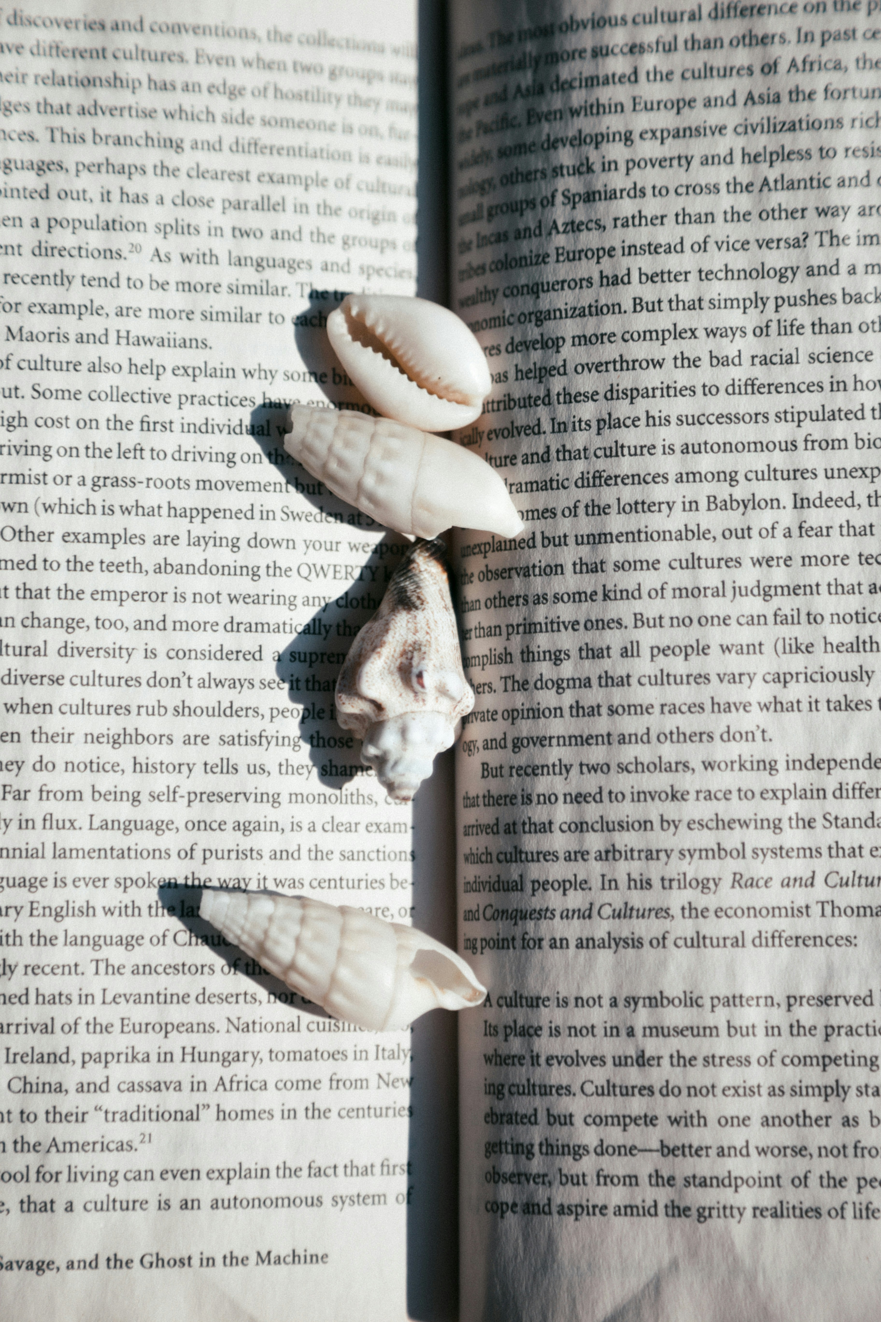 Conchas repousando sobre um livro aberto