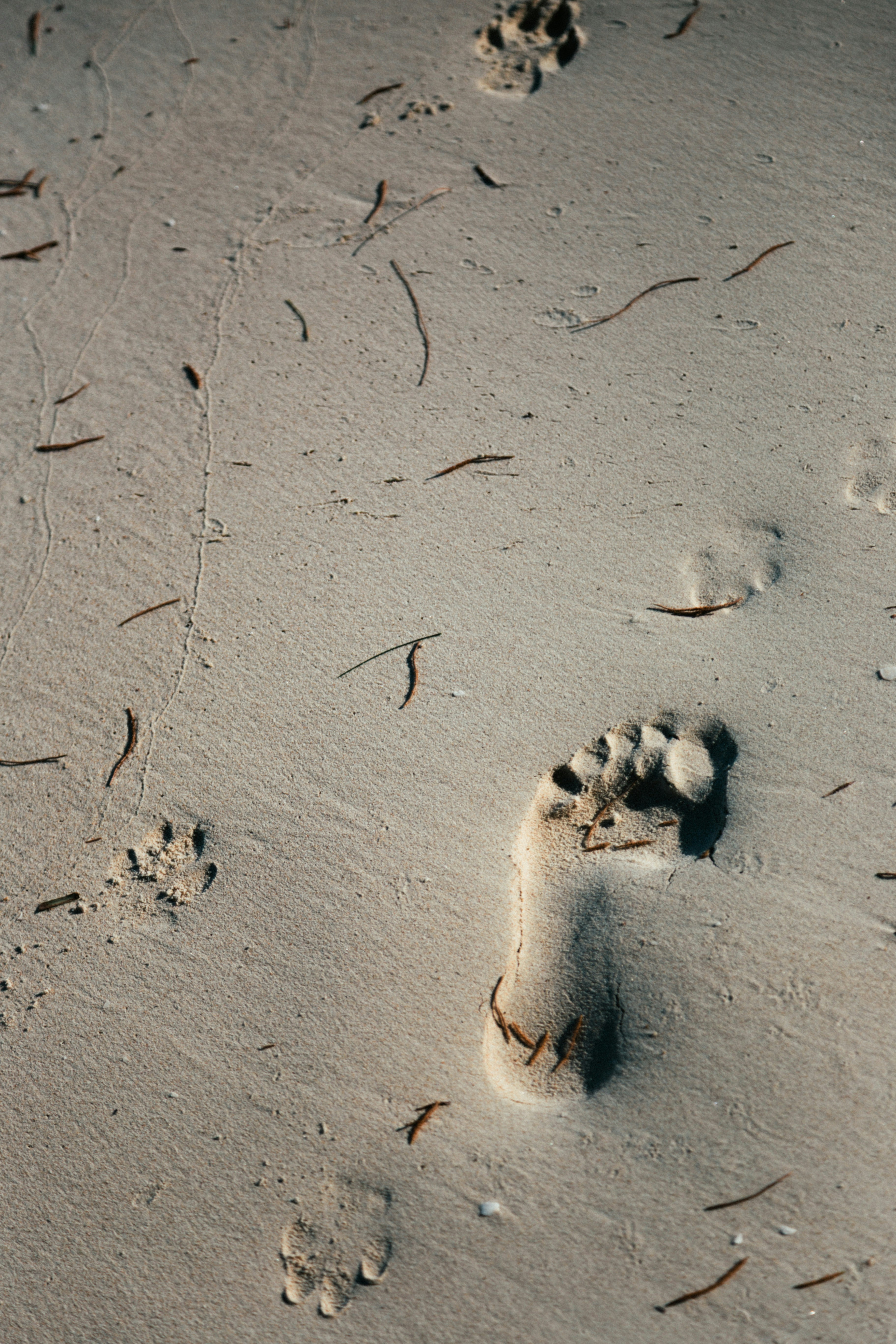 Pegadas e pegadas de patas em uma praia de areia.