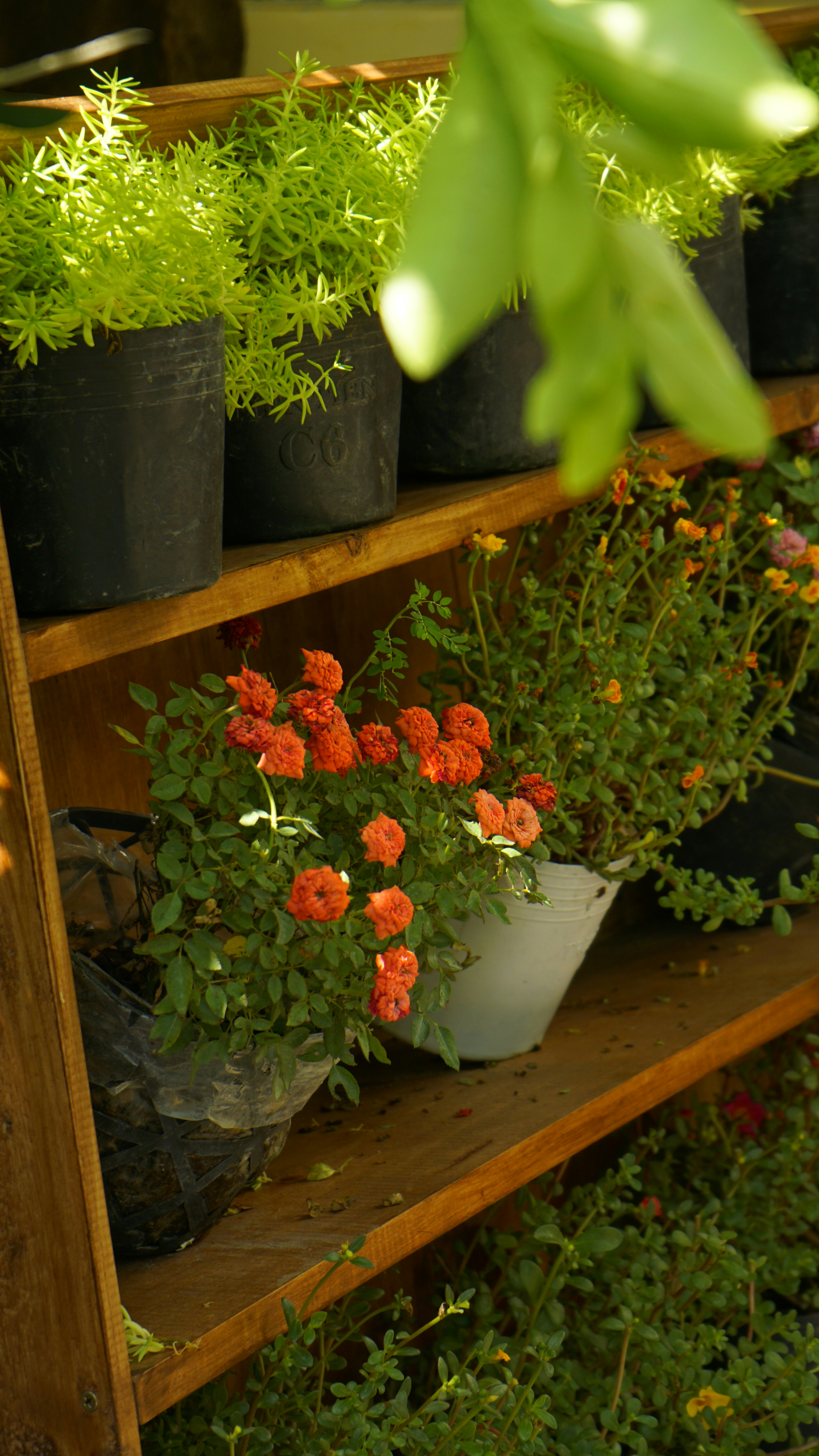 Small orange flowers bloom on a plant shelf.