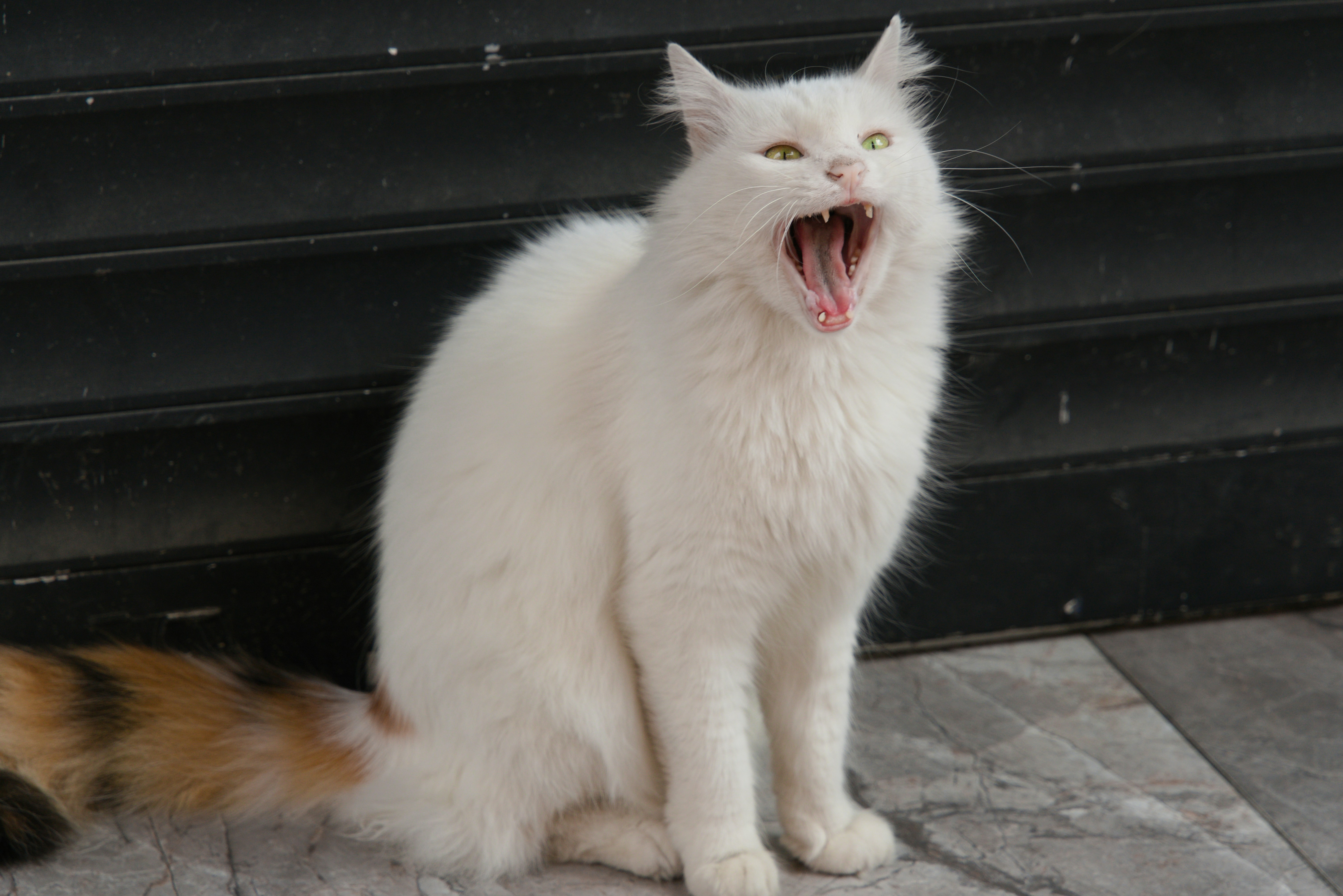 Turkish Van γάτα