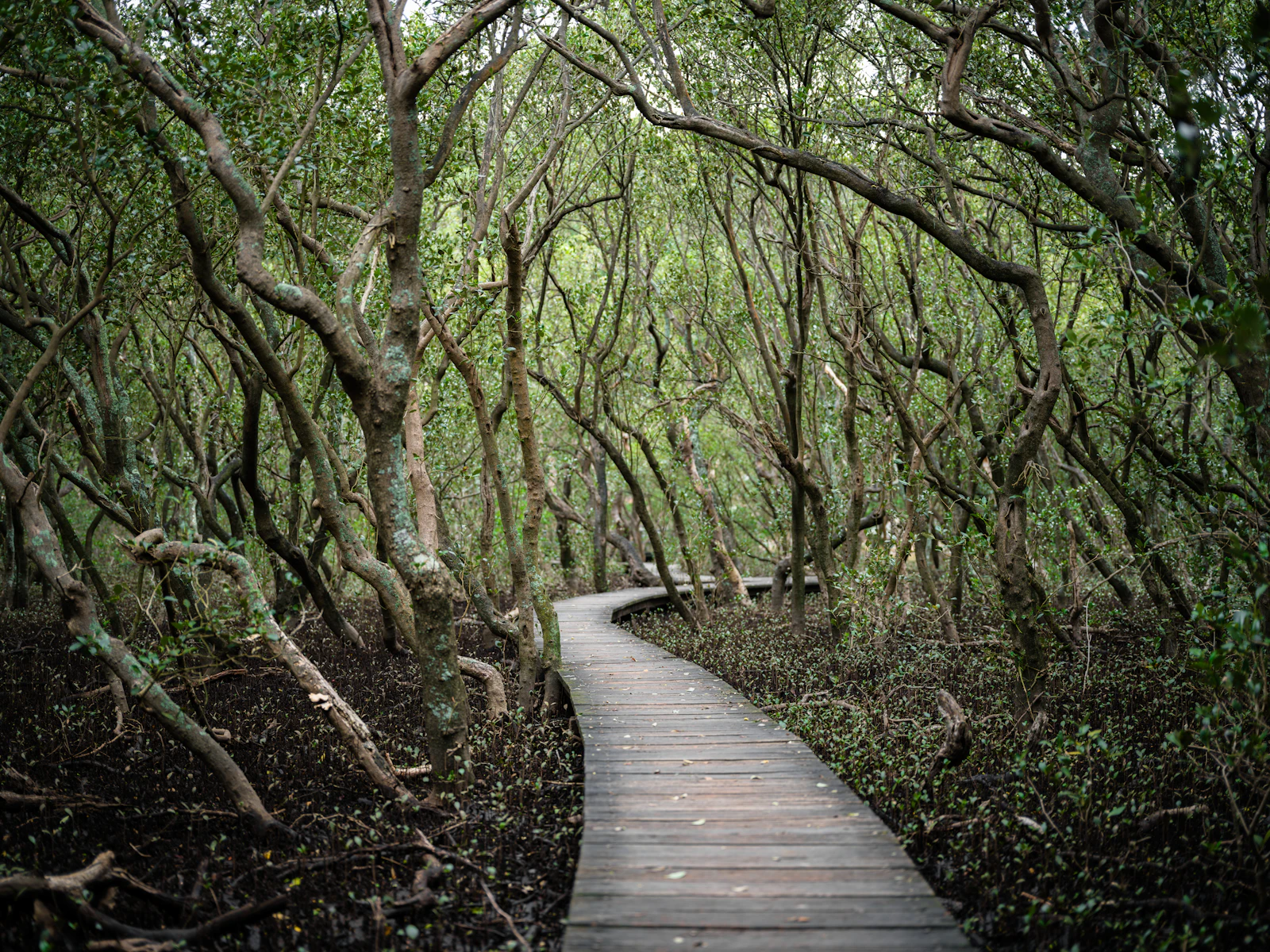 Wooden walkway through a dense, green mangrove forest