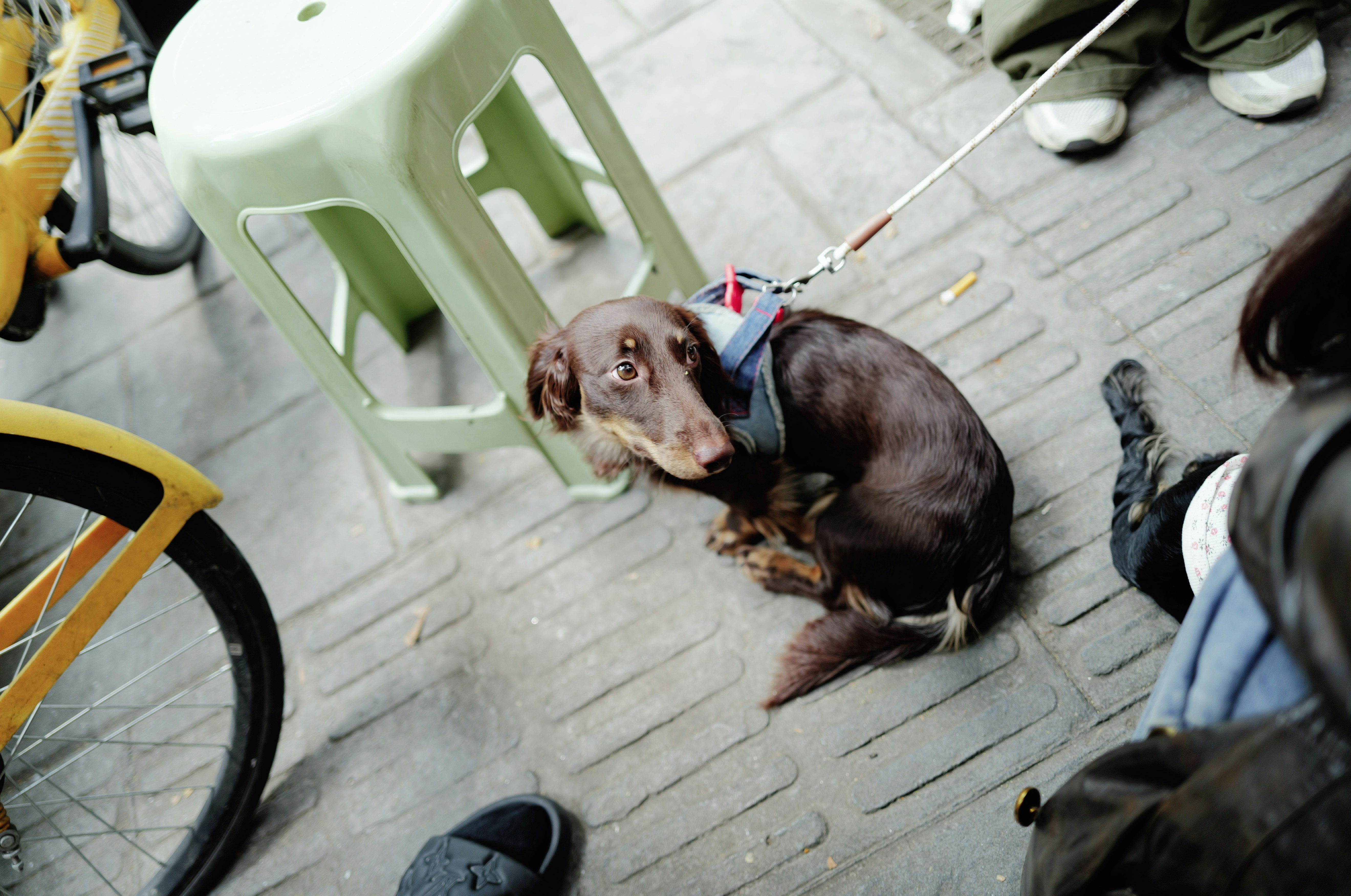 A small brown dog sits on a leash.