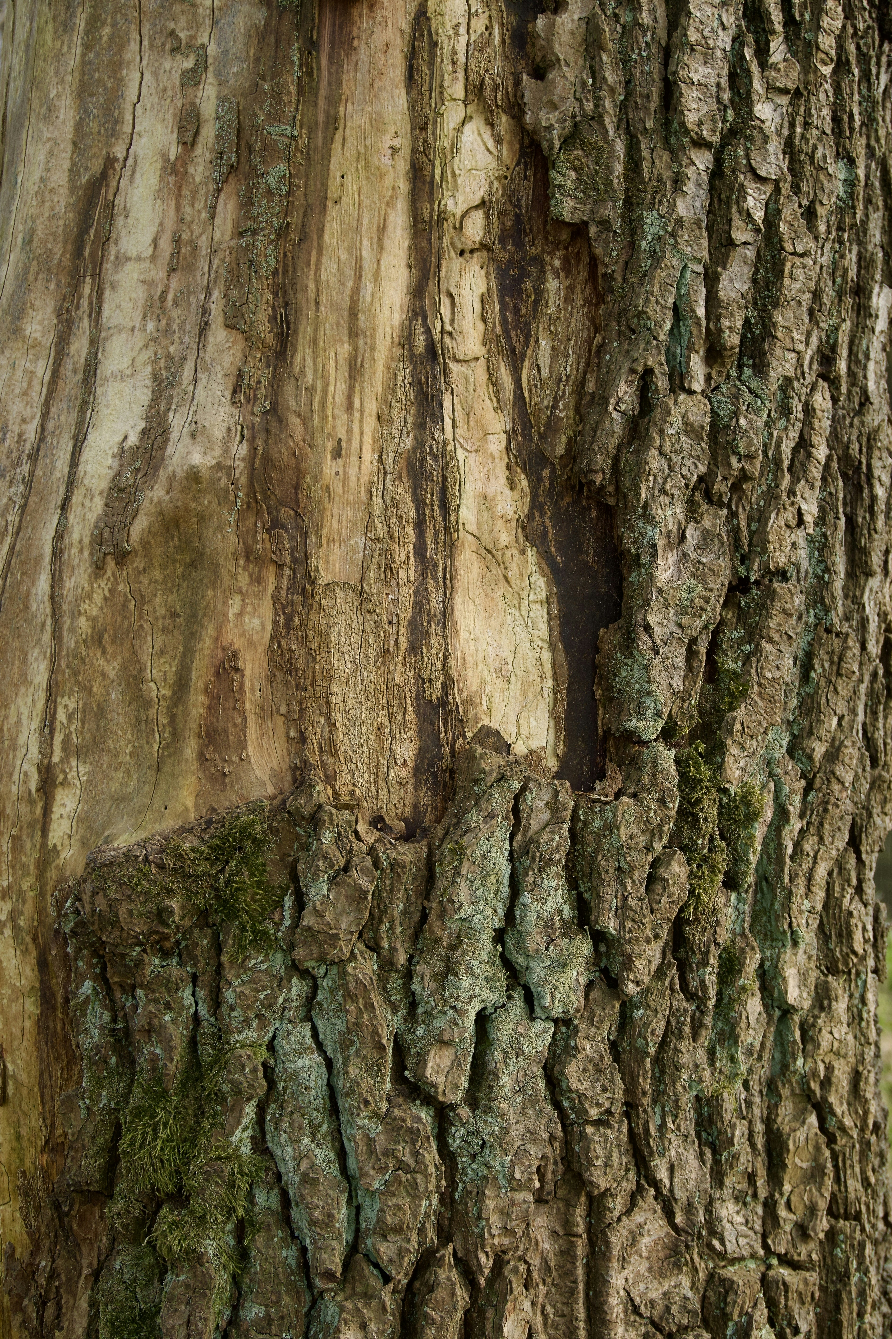 Photo by aliona_zahrai