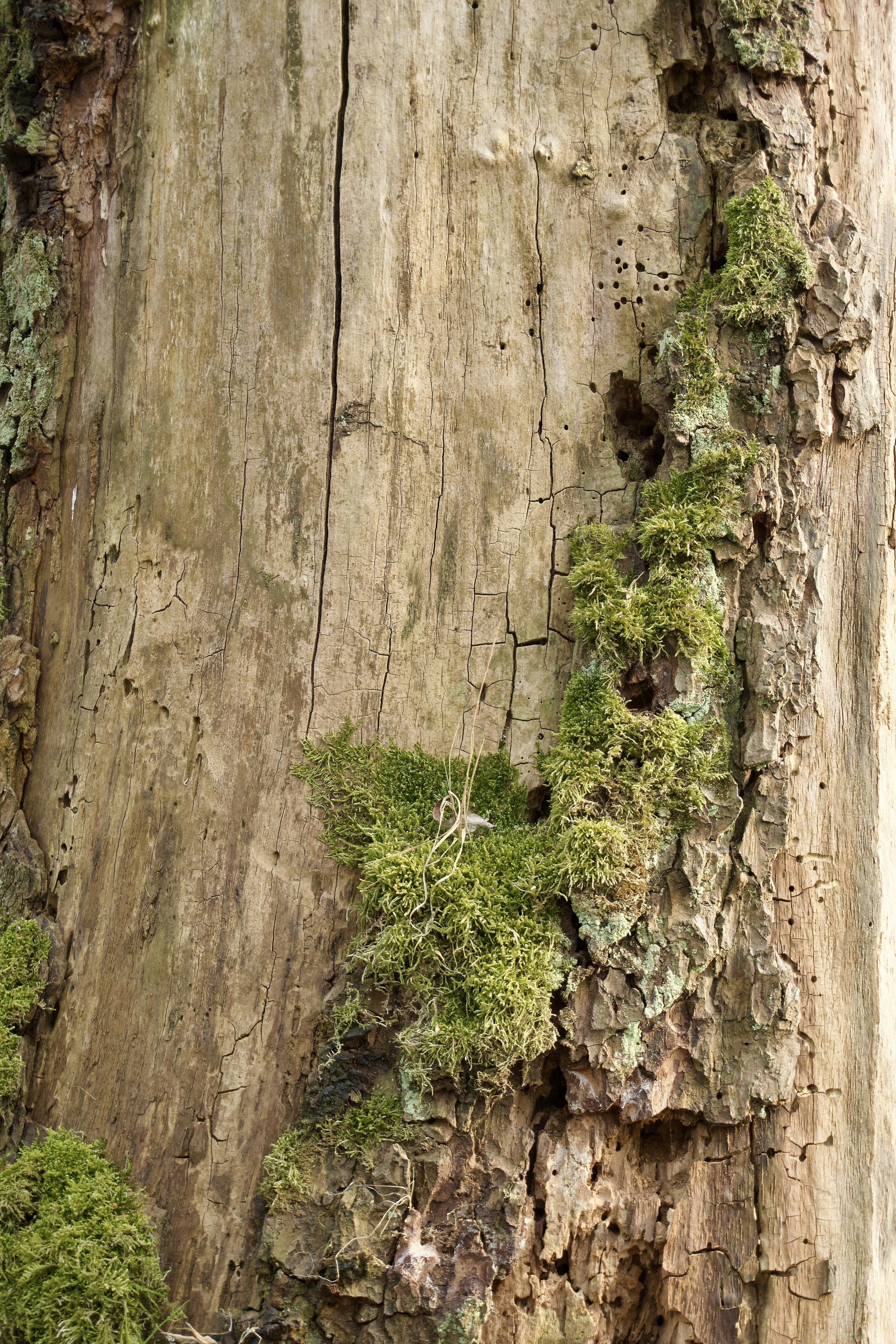 Photo by aliona_zahrai