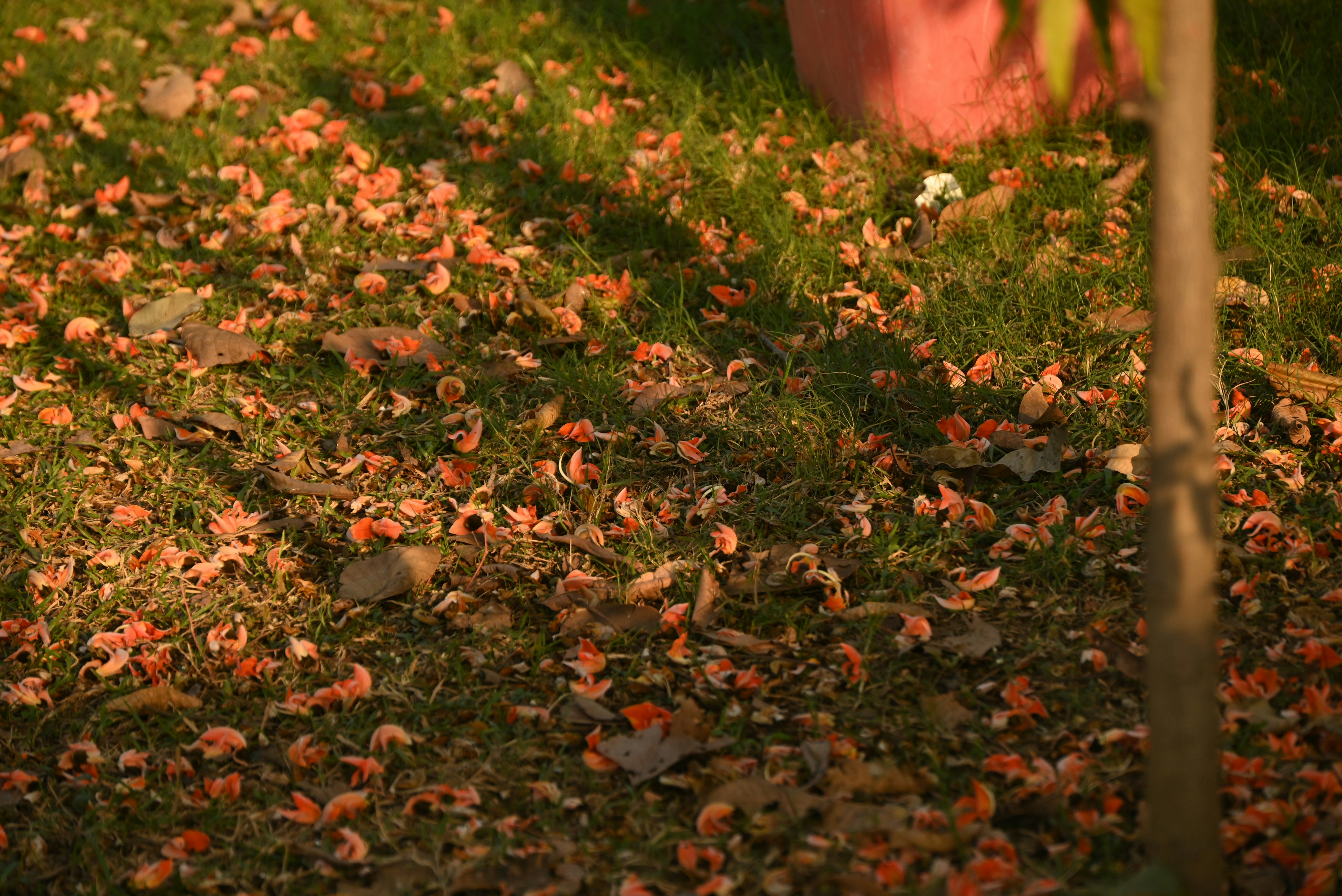 Gefallene orangefarbene Blütenblätter verstreuten sich auf grünem Gras.