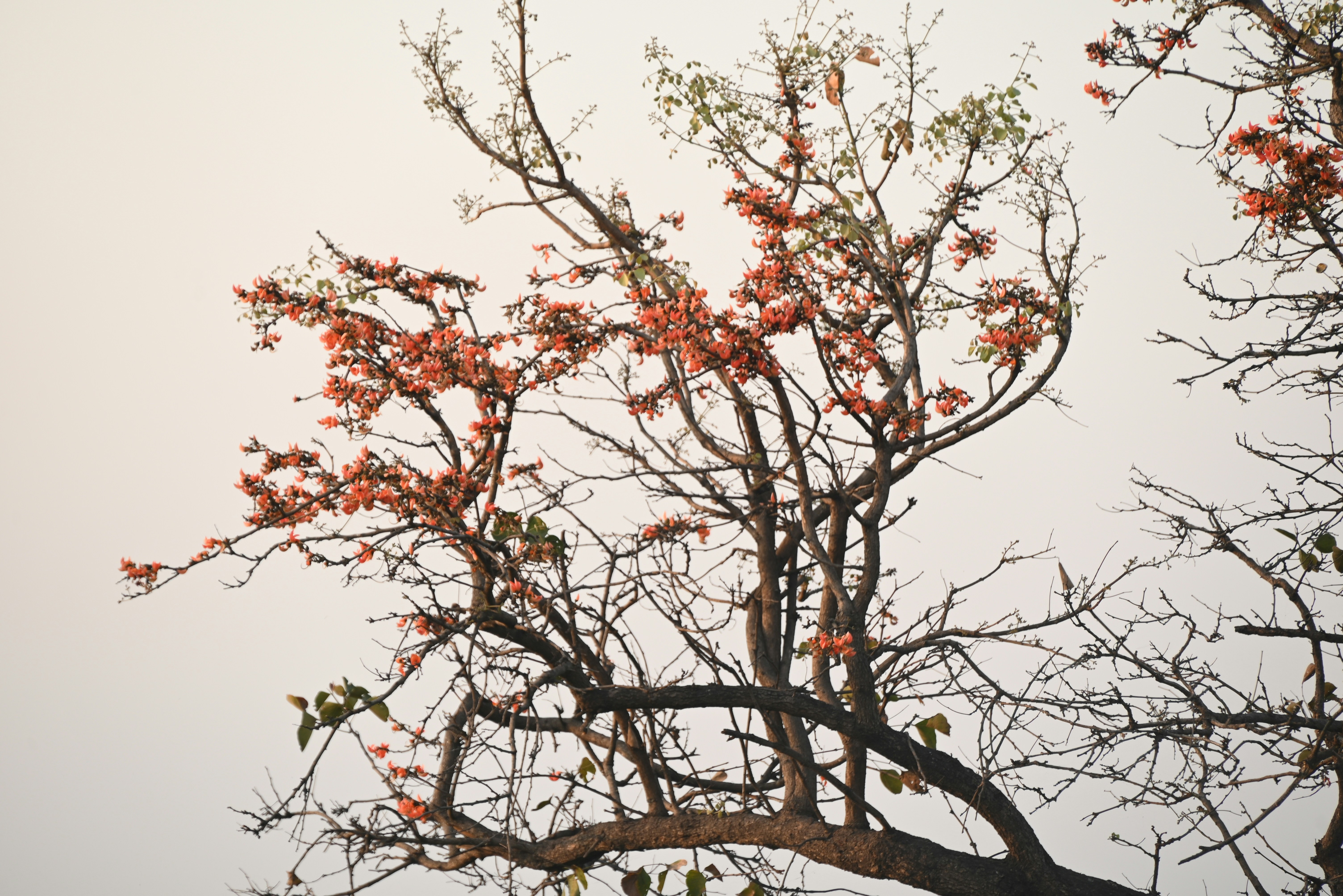 Kahle Äste mit kleinen orangefarbenen Blüten gegen den Himmel