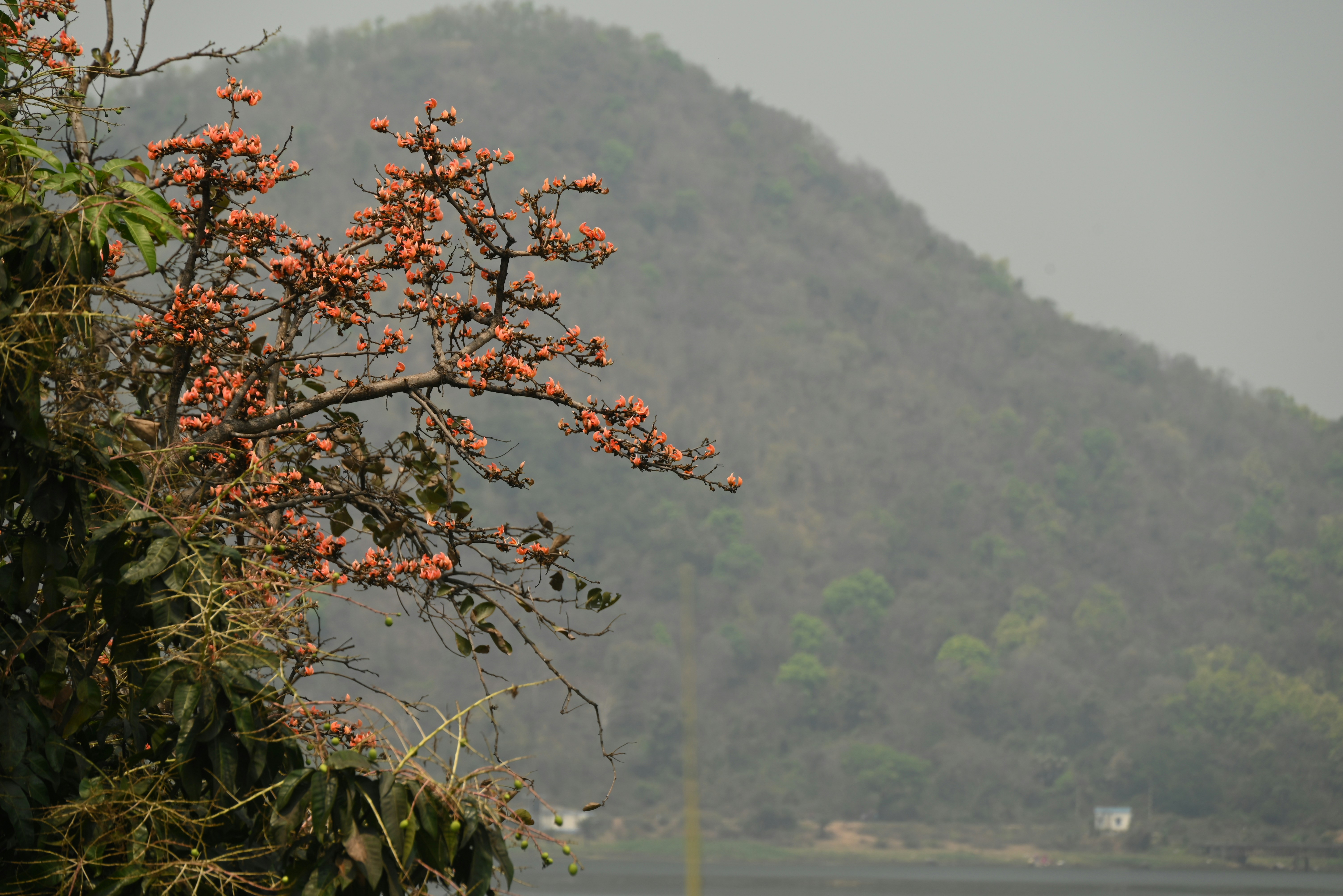 Orange blossoms on a tree with a misty mountain background.