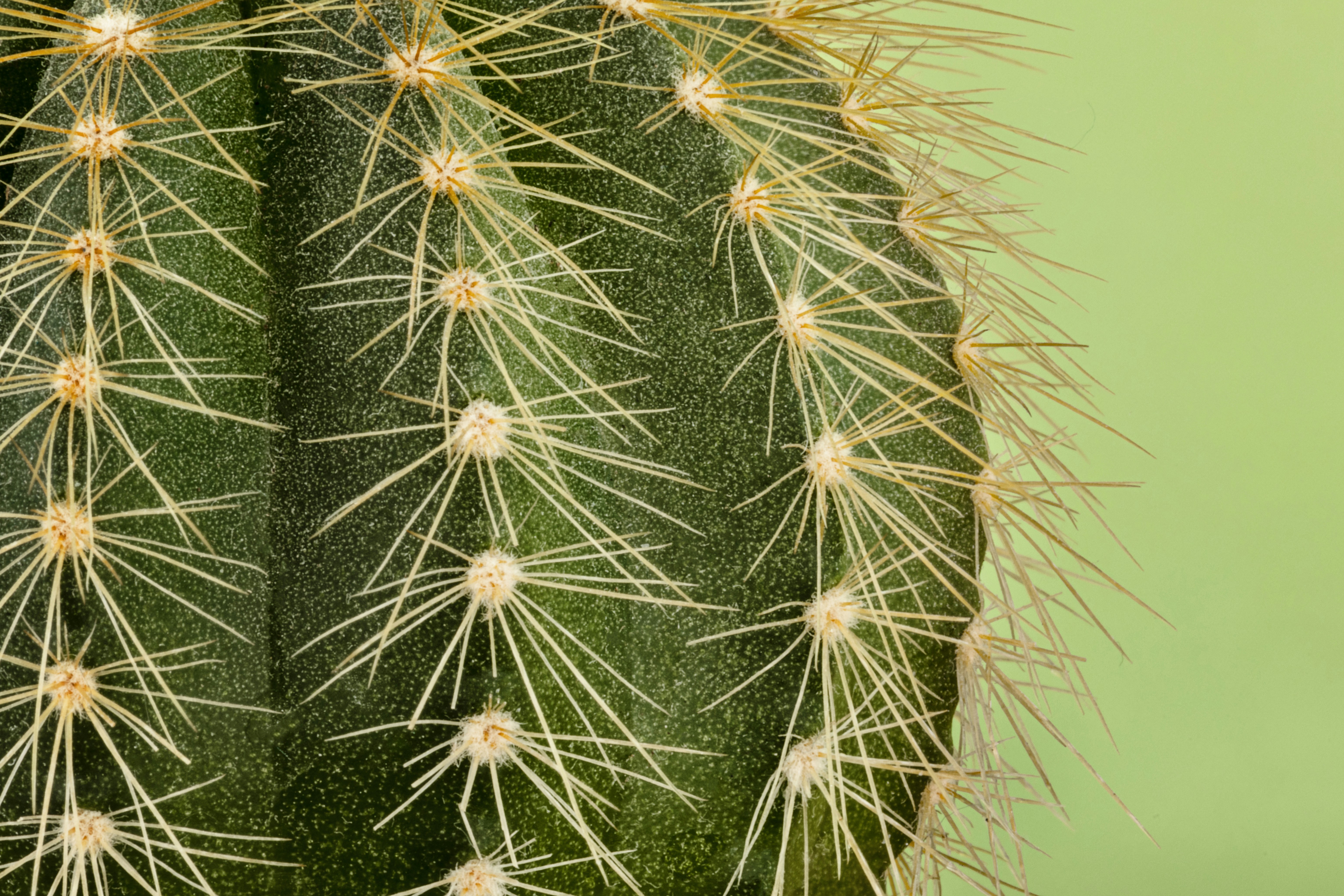 Close-up of a green cactus with sharp spines