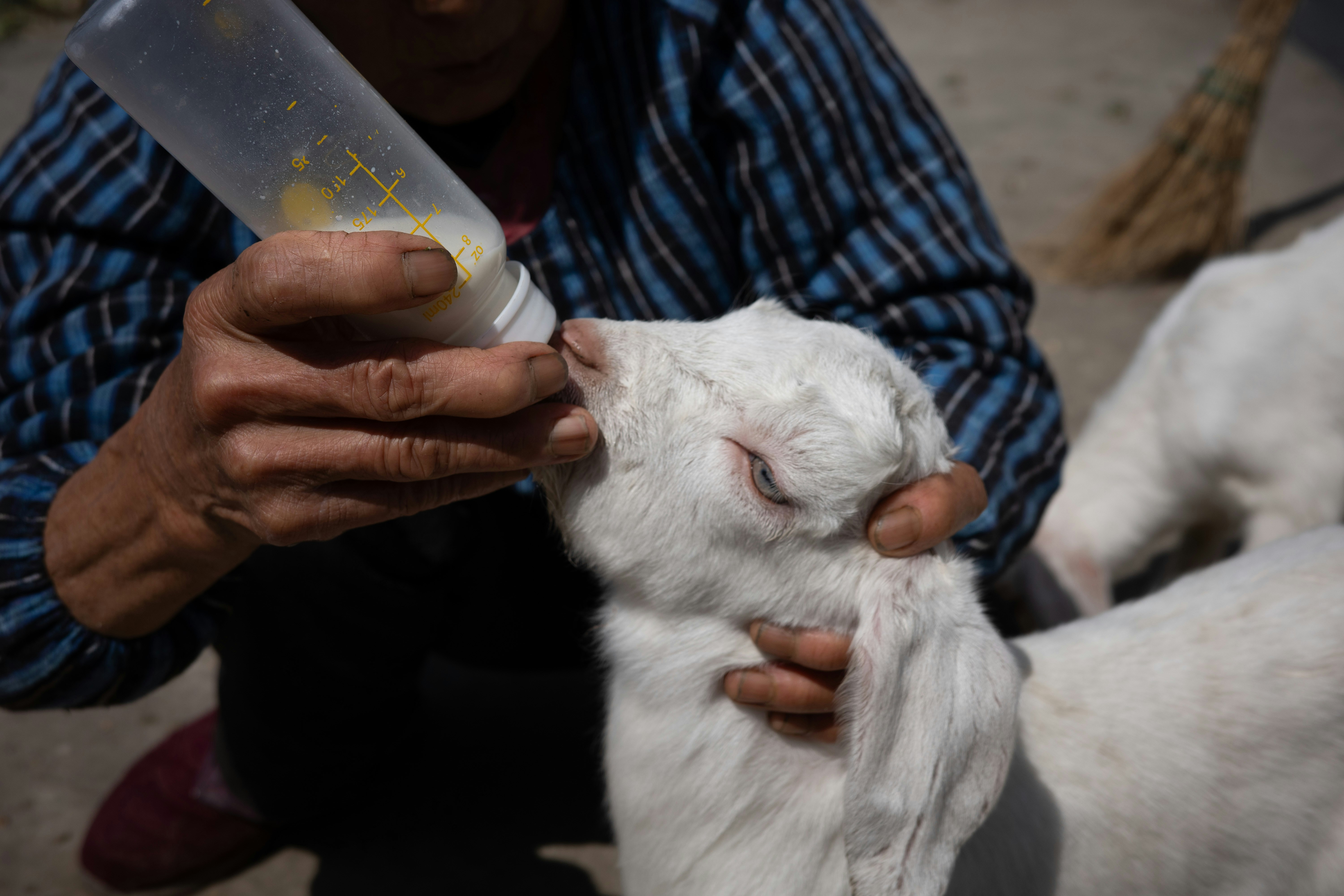 Person feeding a baby goat with a bottle.