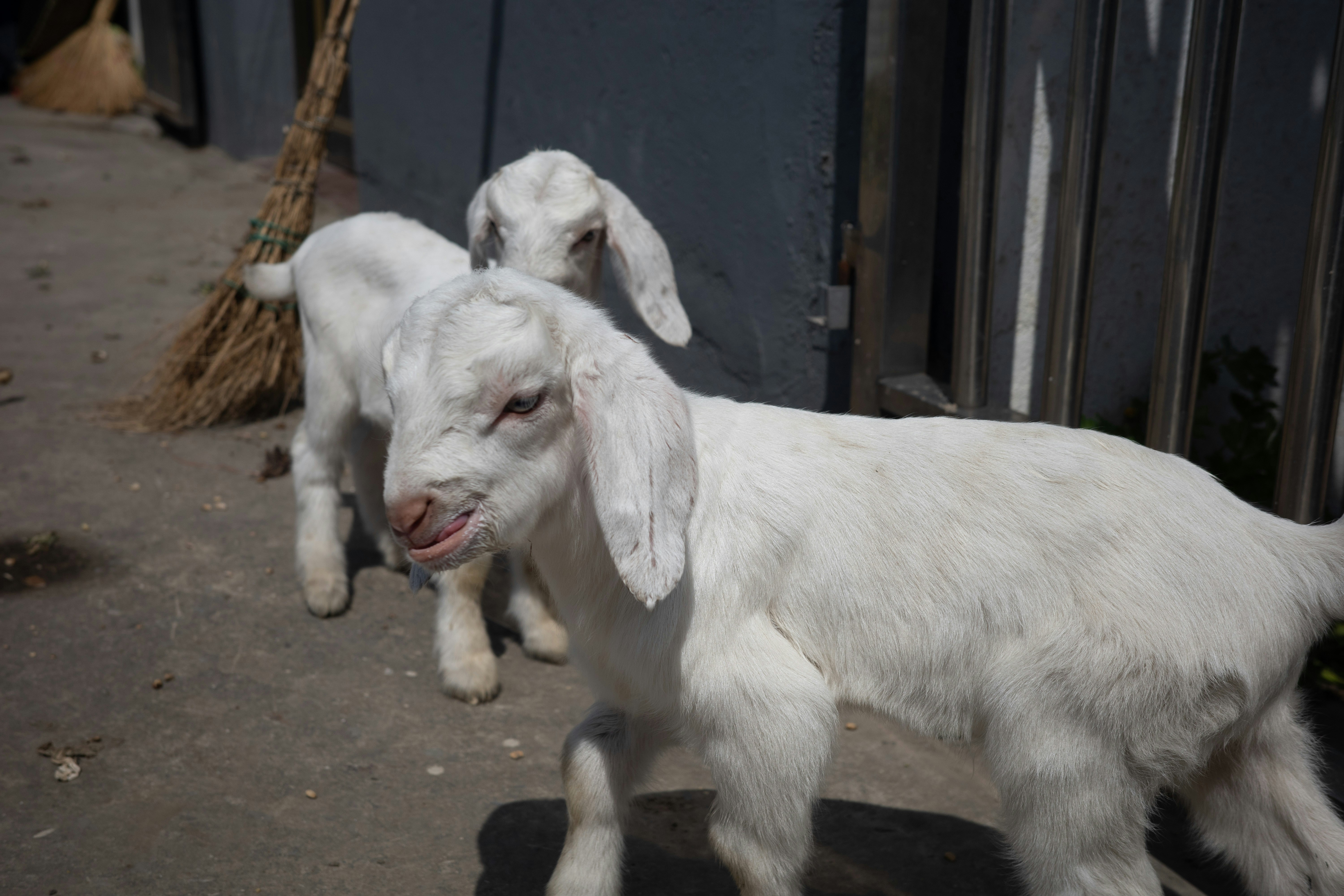 Two young white goats stand on a paved surface.