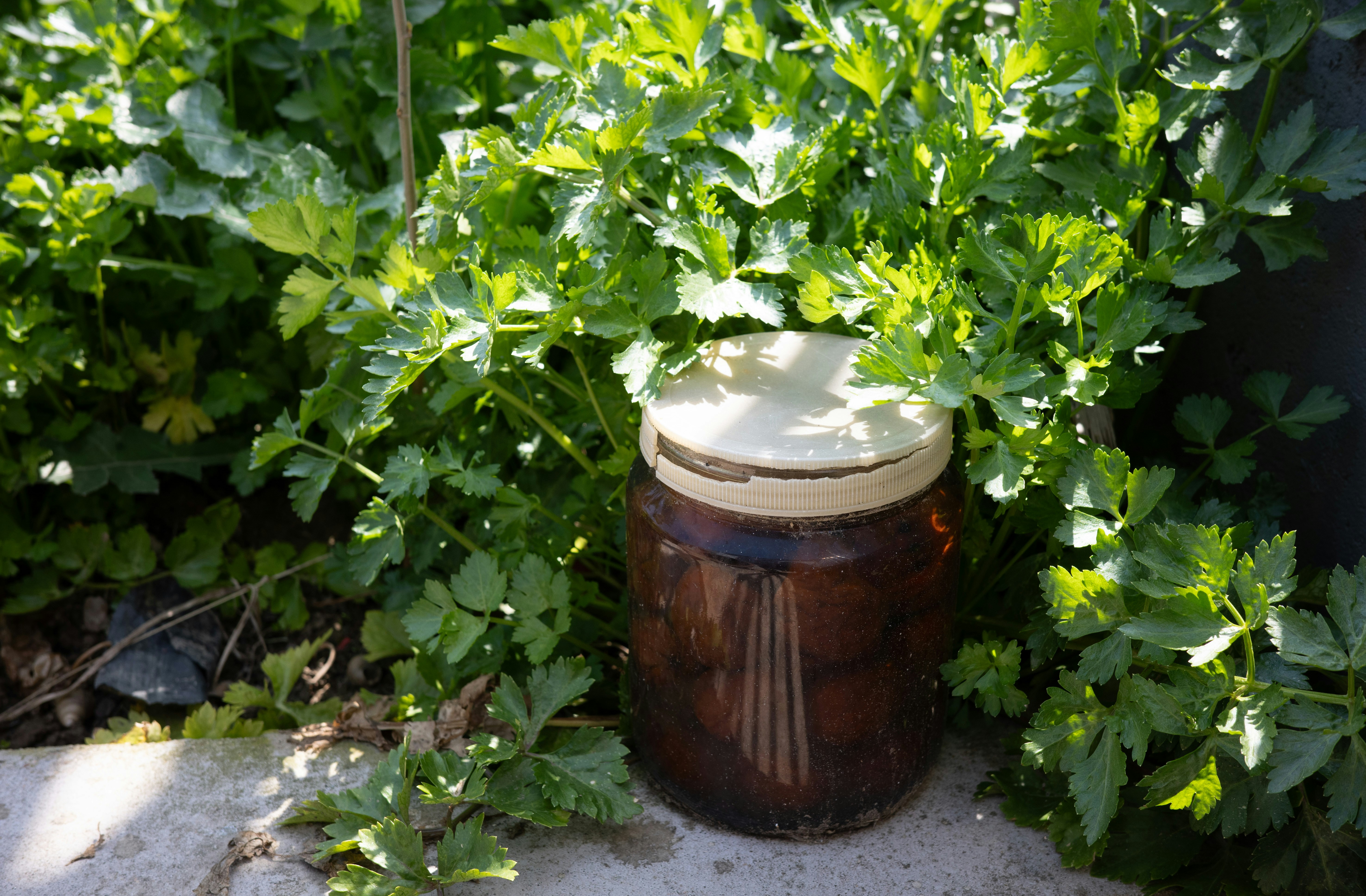 Glass jar with lid among green leafy plants