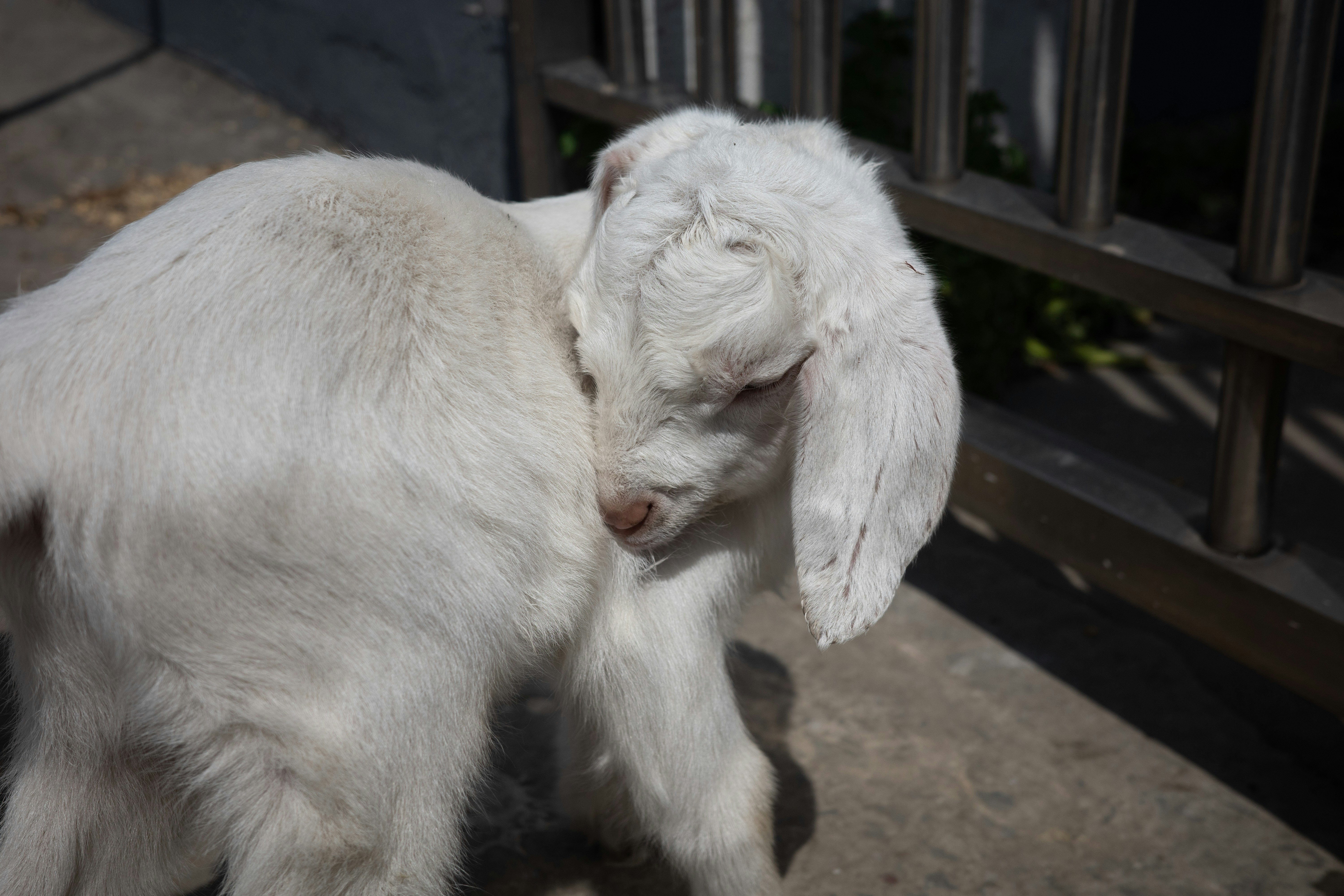 A young white goat stands near a fence.