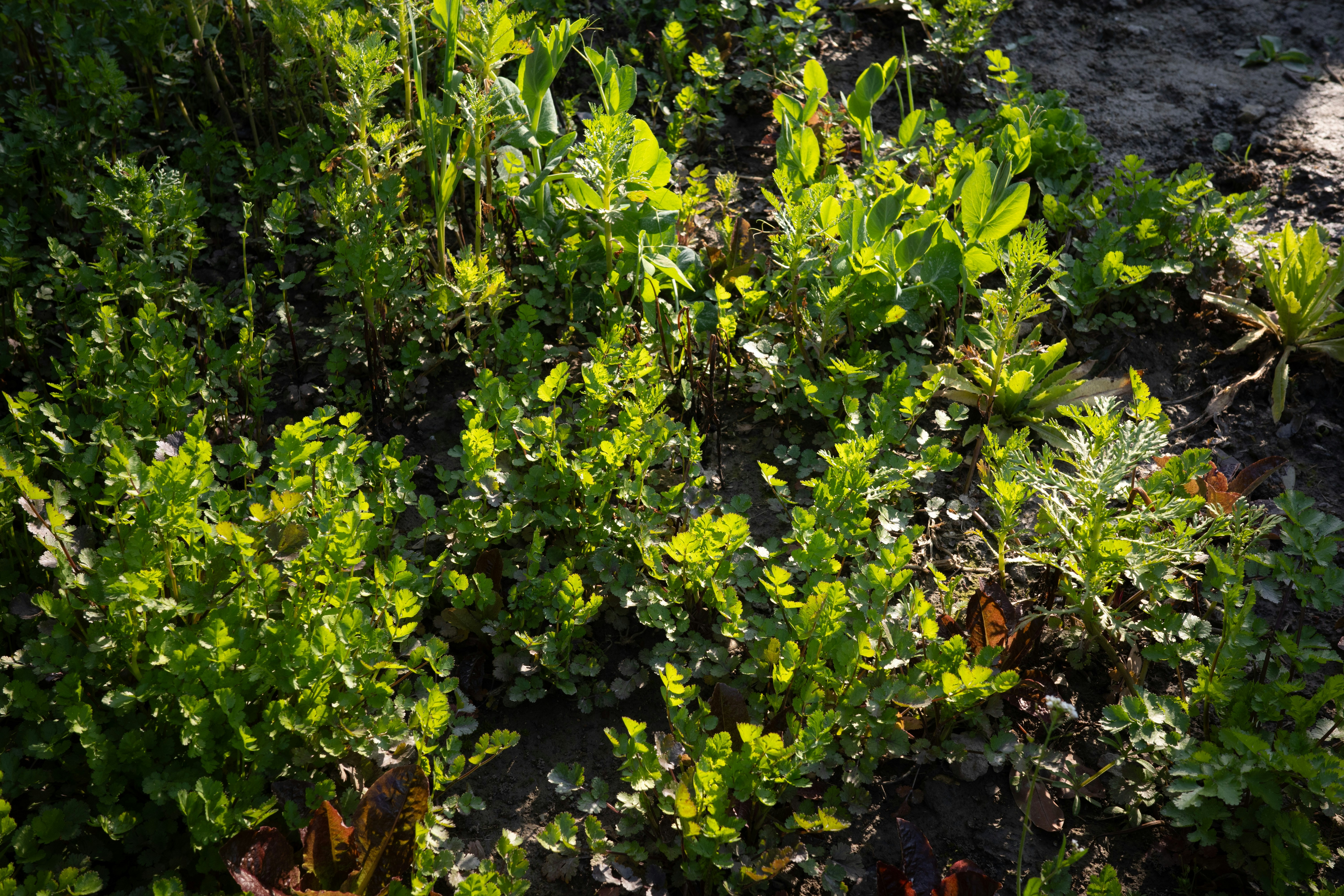 Lush green plants growing in the soil.