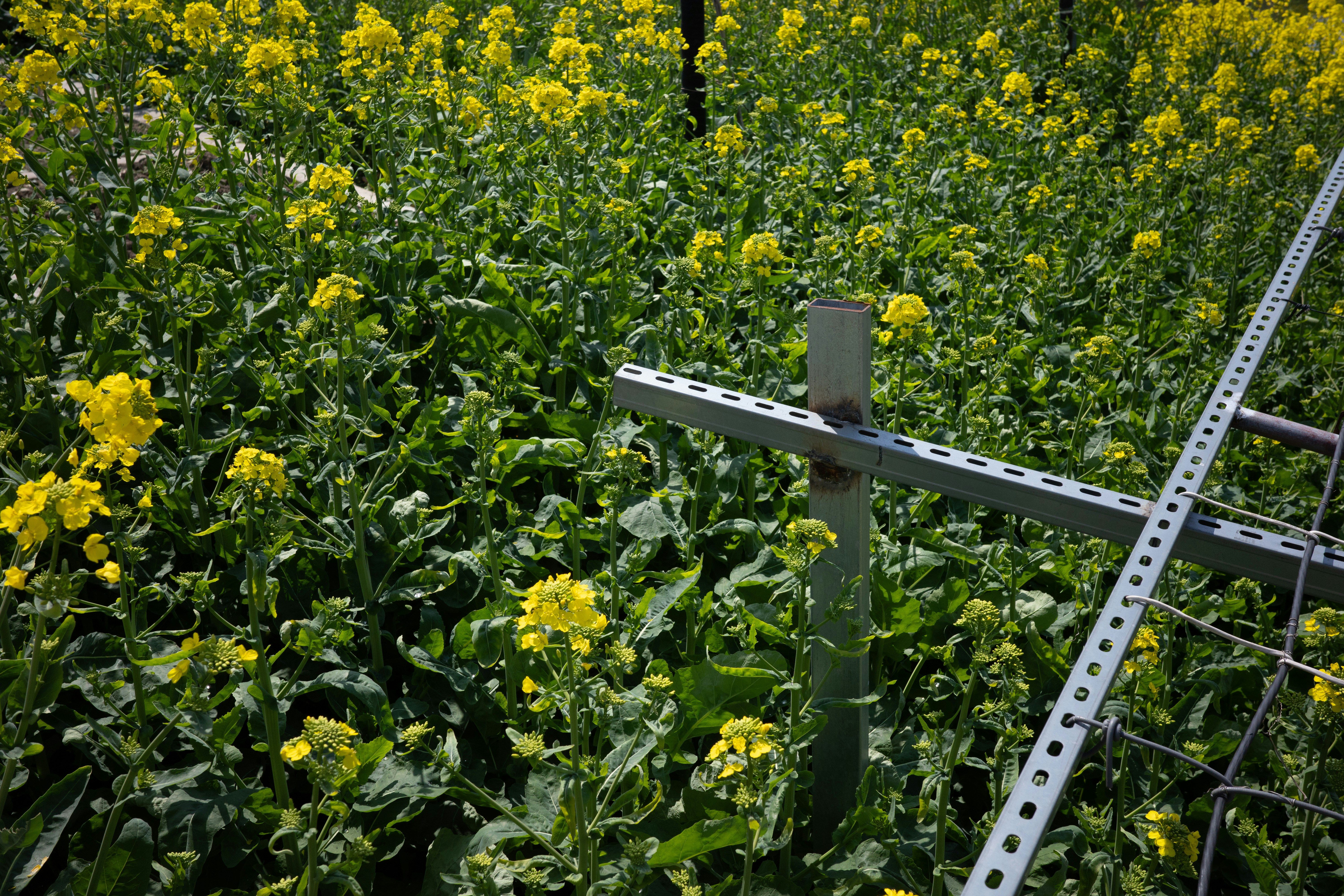 Field of yellow flowers with metal structure