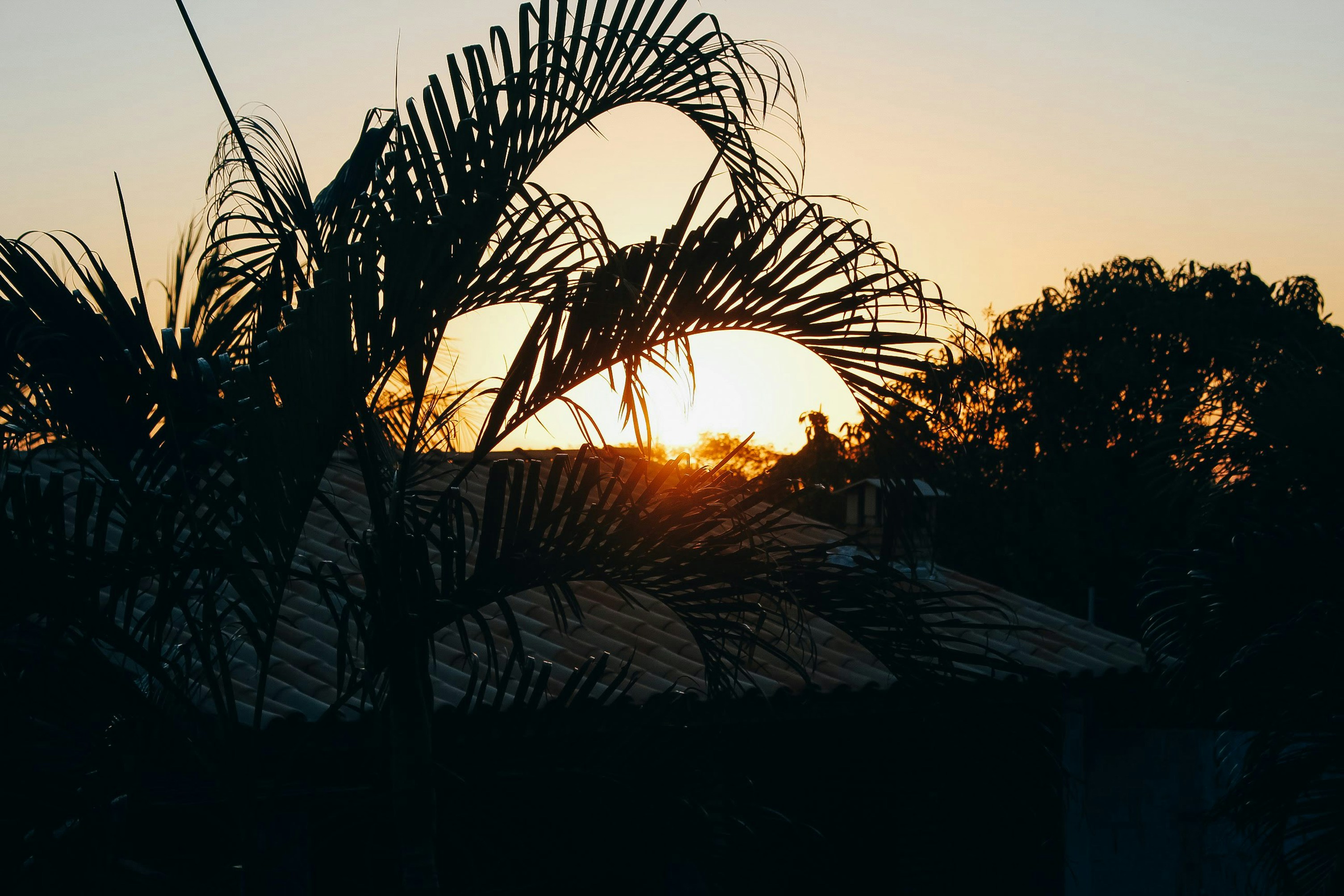 Sunset behind palm fronds and trees