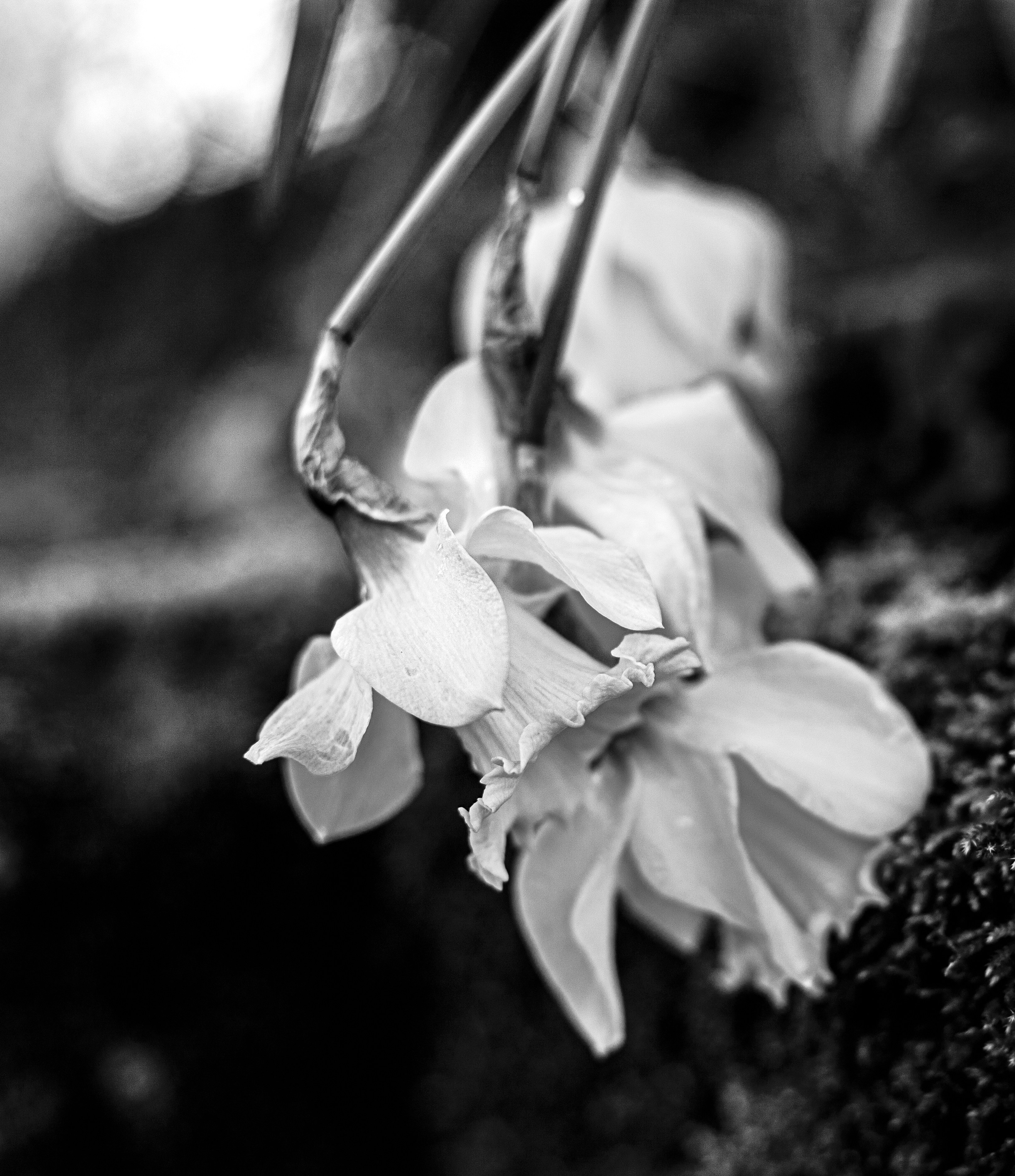 Wilting daffodils hang over textured stone