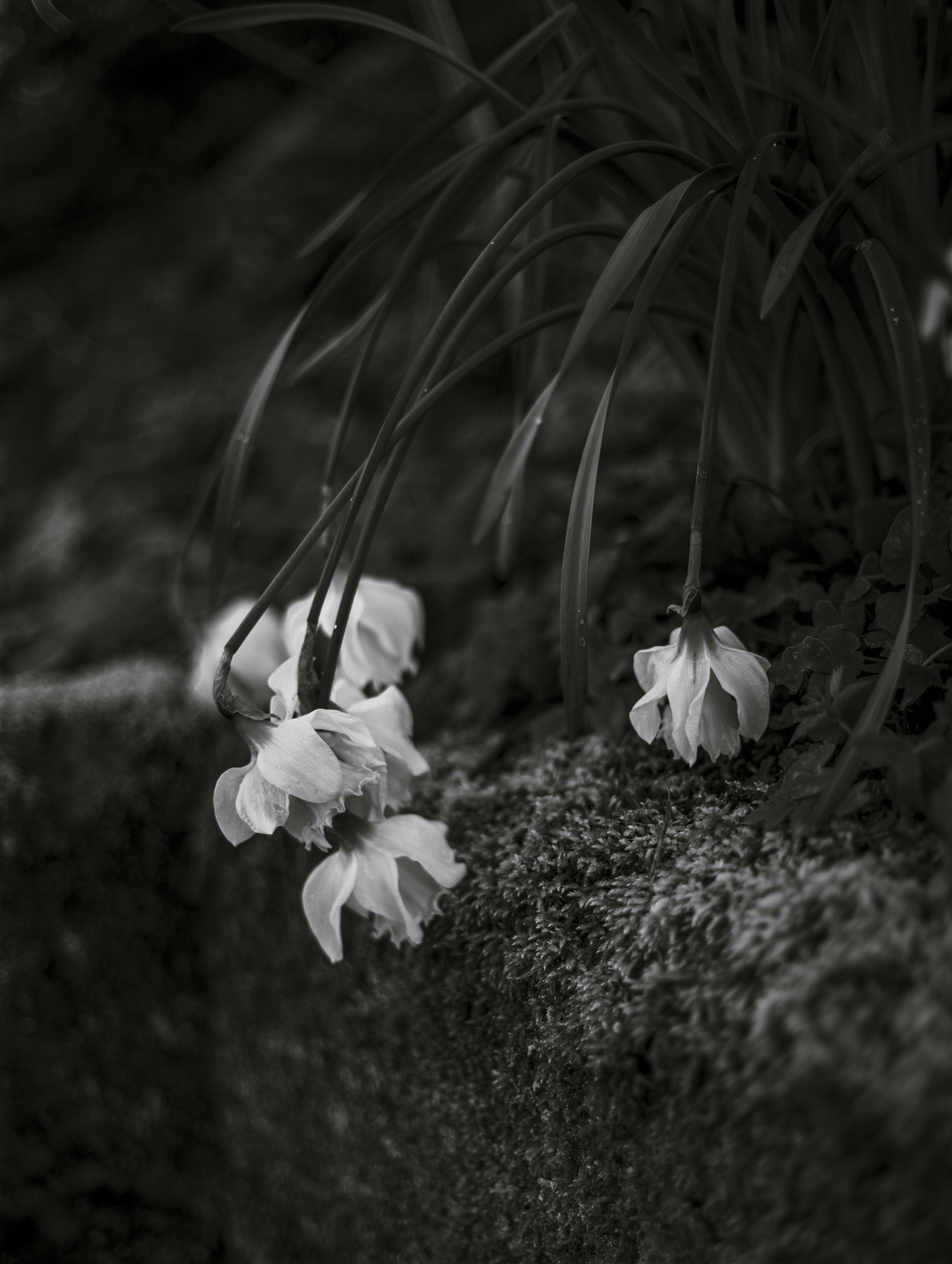 Wilting white flowers on mossy ground