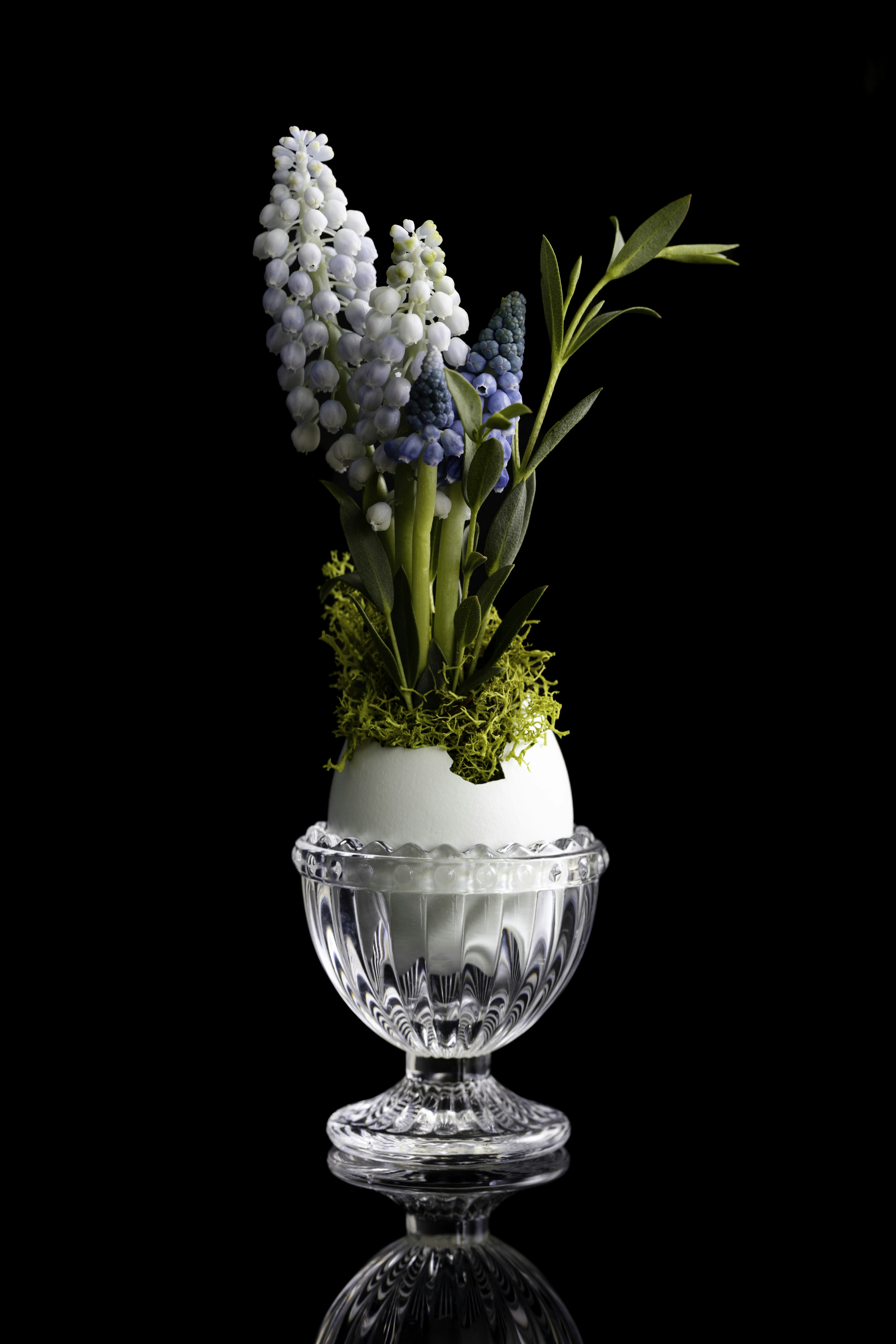 Grape hyacinths in an egg cup on a black background