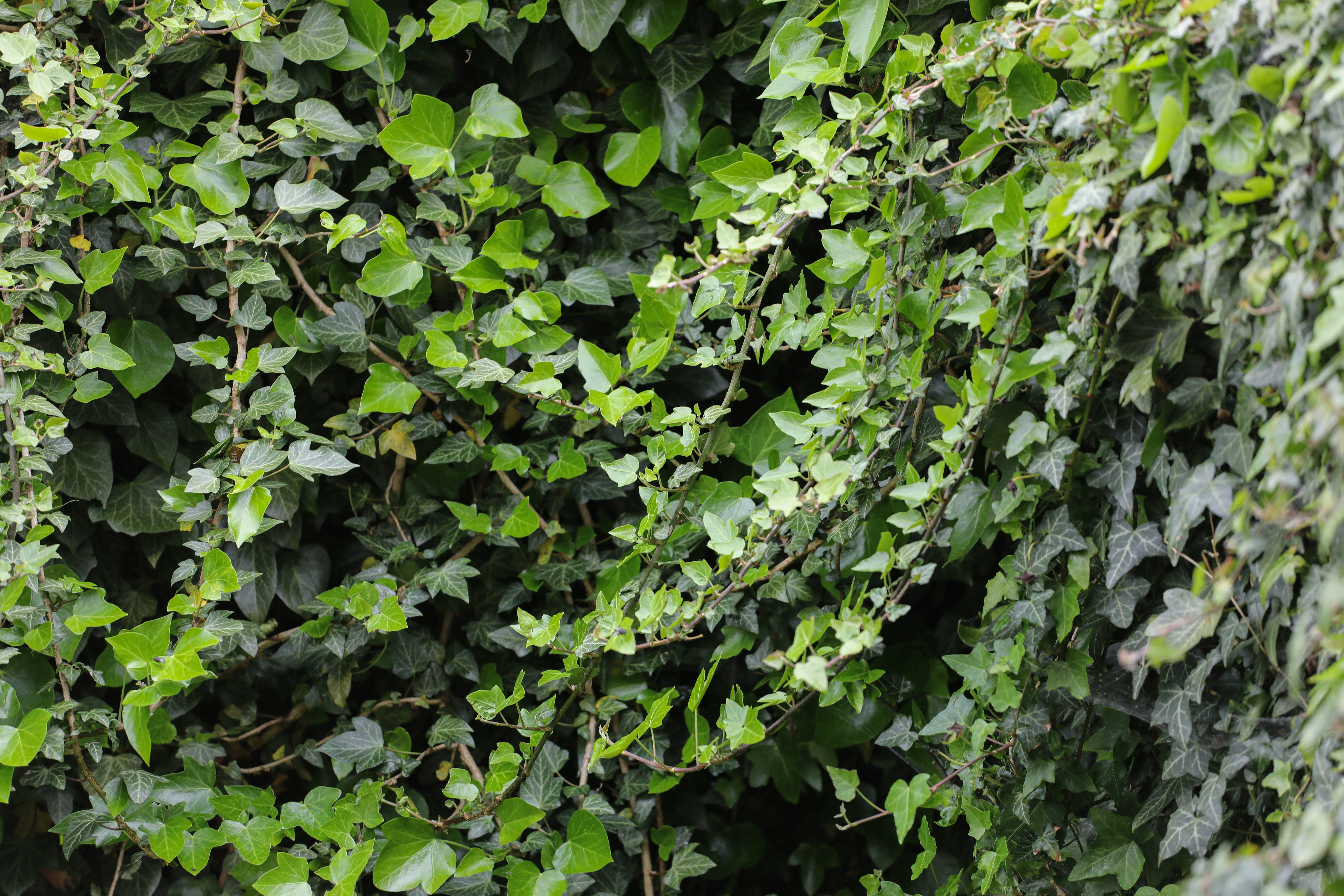 Photo by miabrzescot