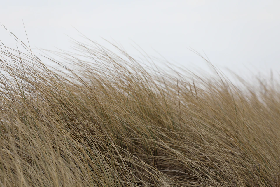 Tall dry grass sways gently in breeze against white background with striking contrast effect