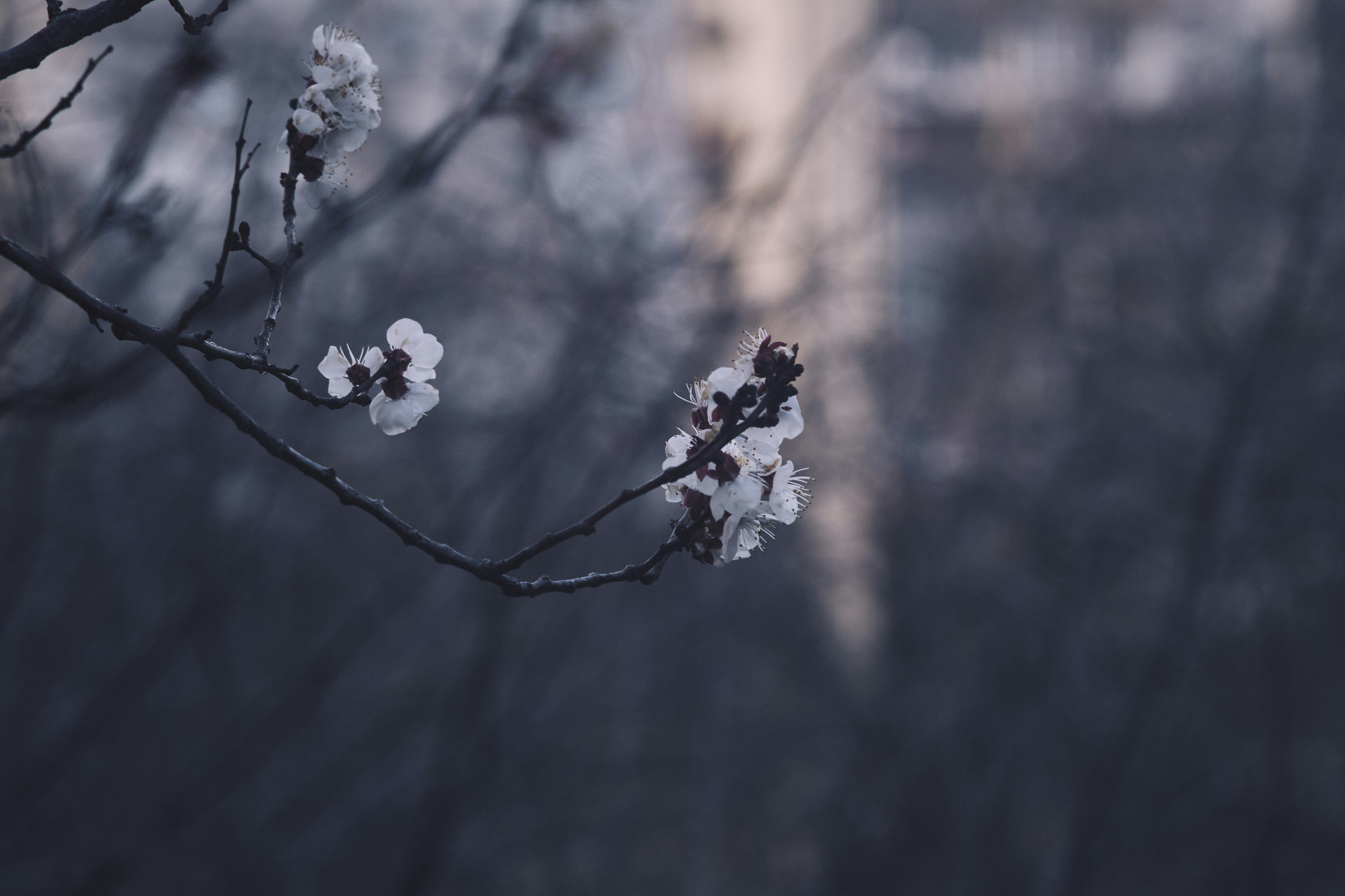 Photo by mikhailrepin