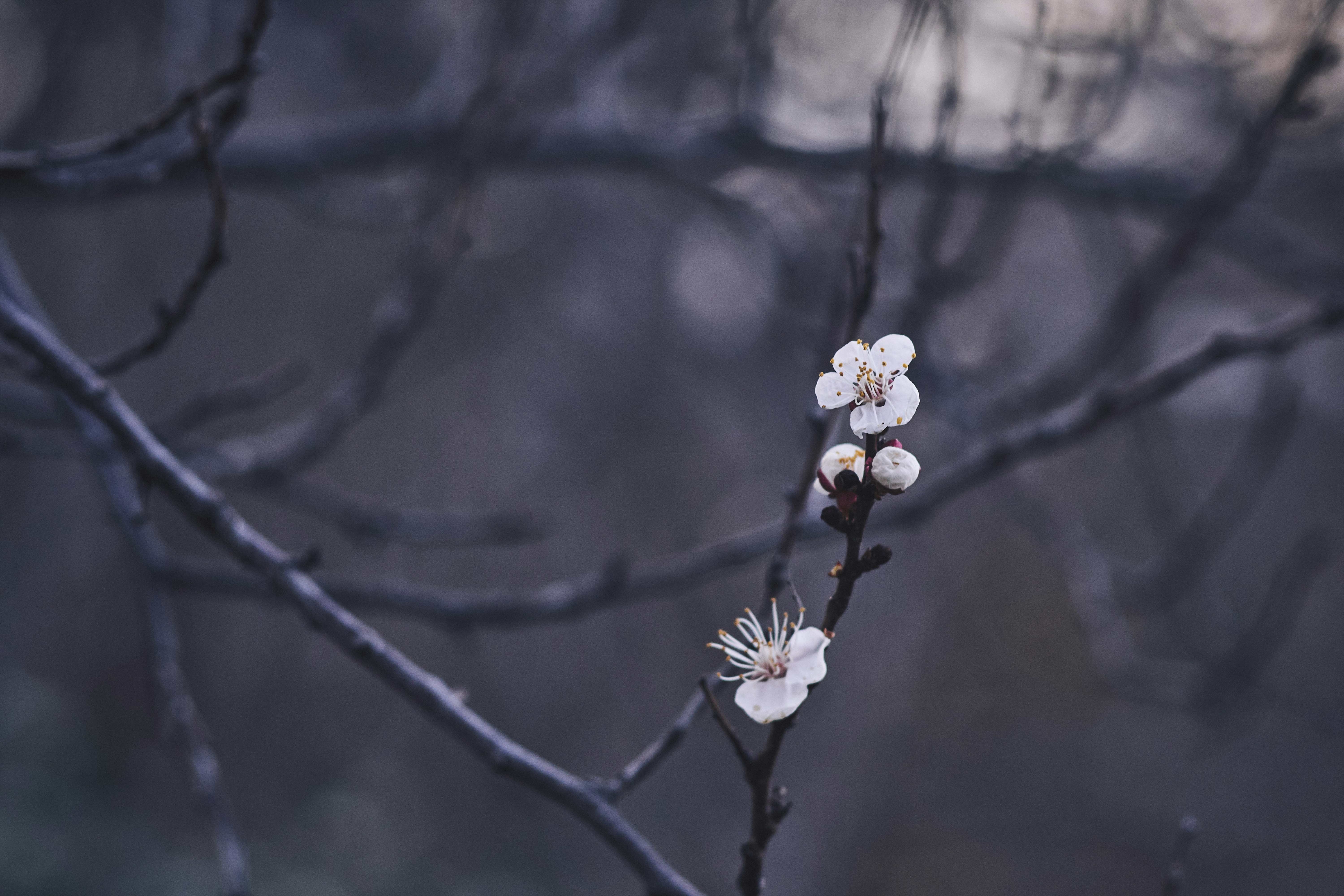 Photo by mikhailrepin