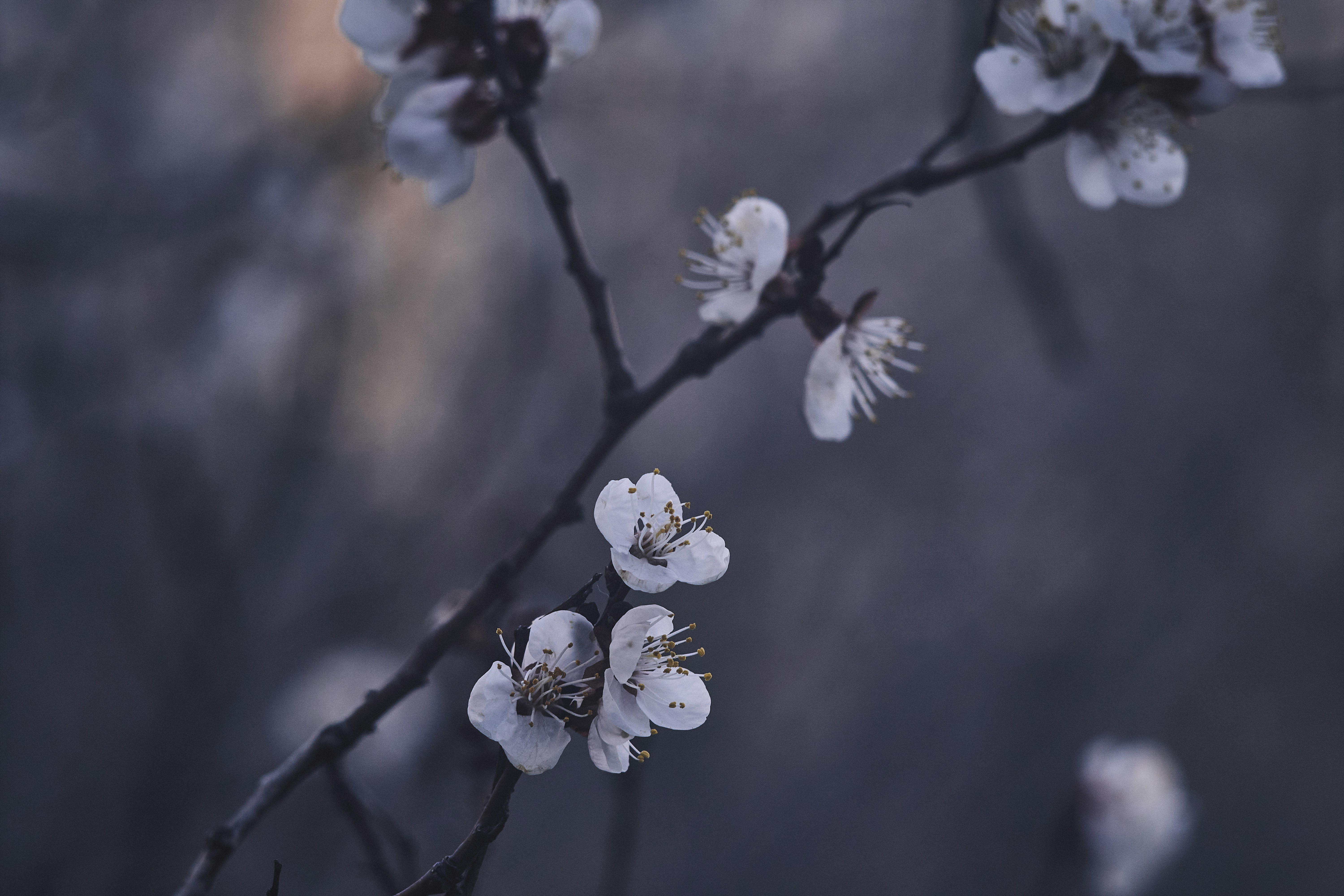 Photo by mikhailrepin