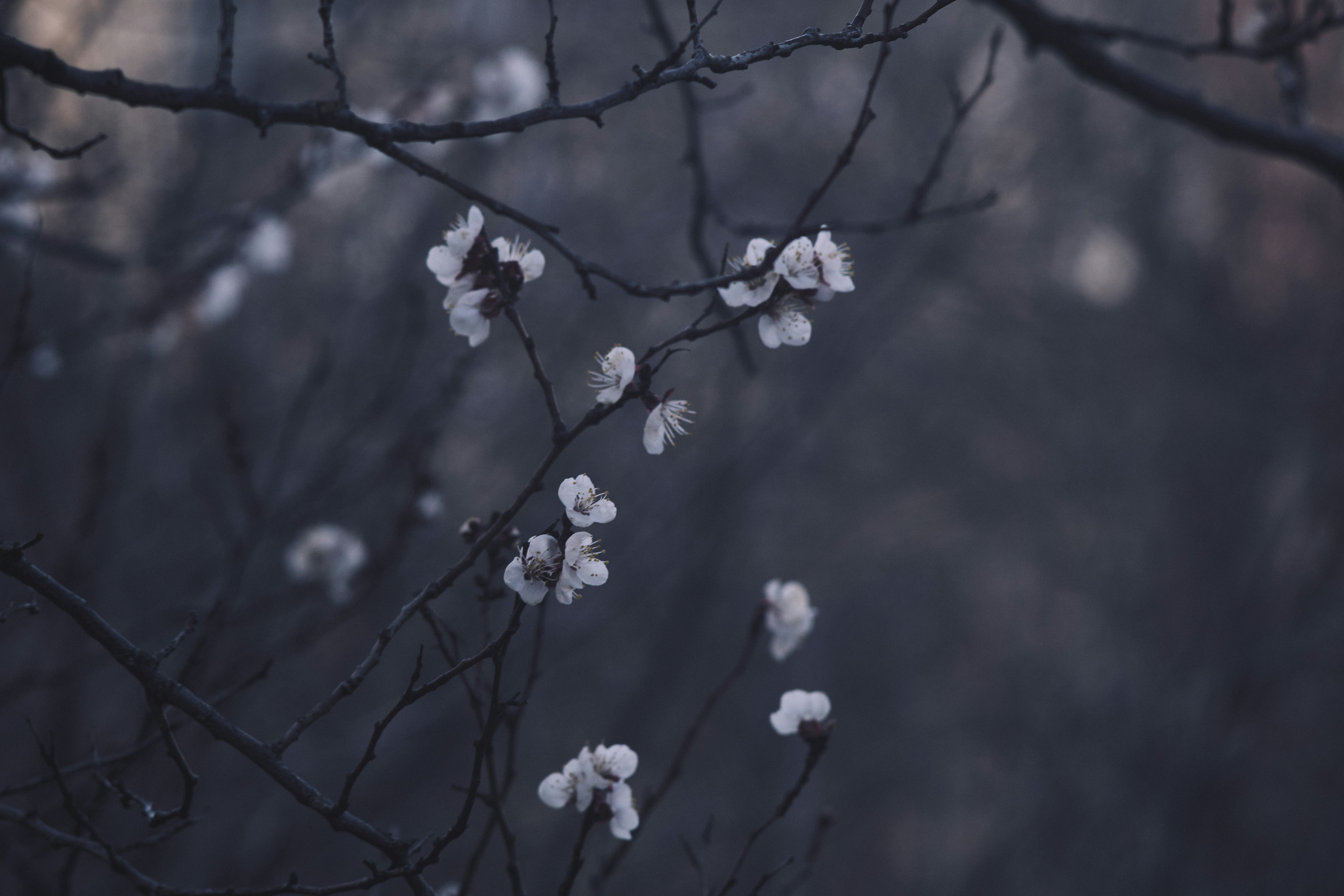 Photo by mikhailrepin