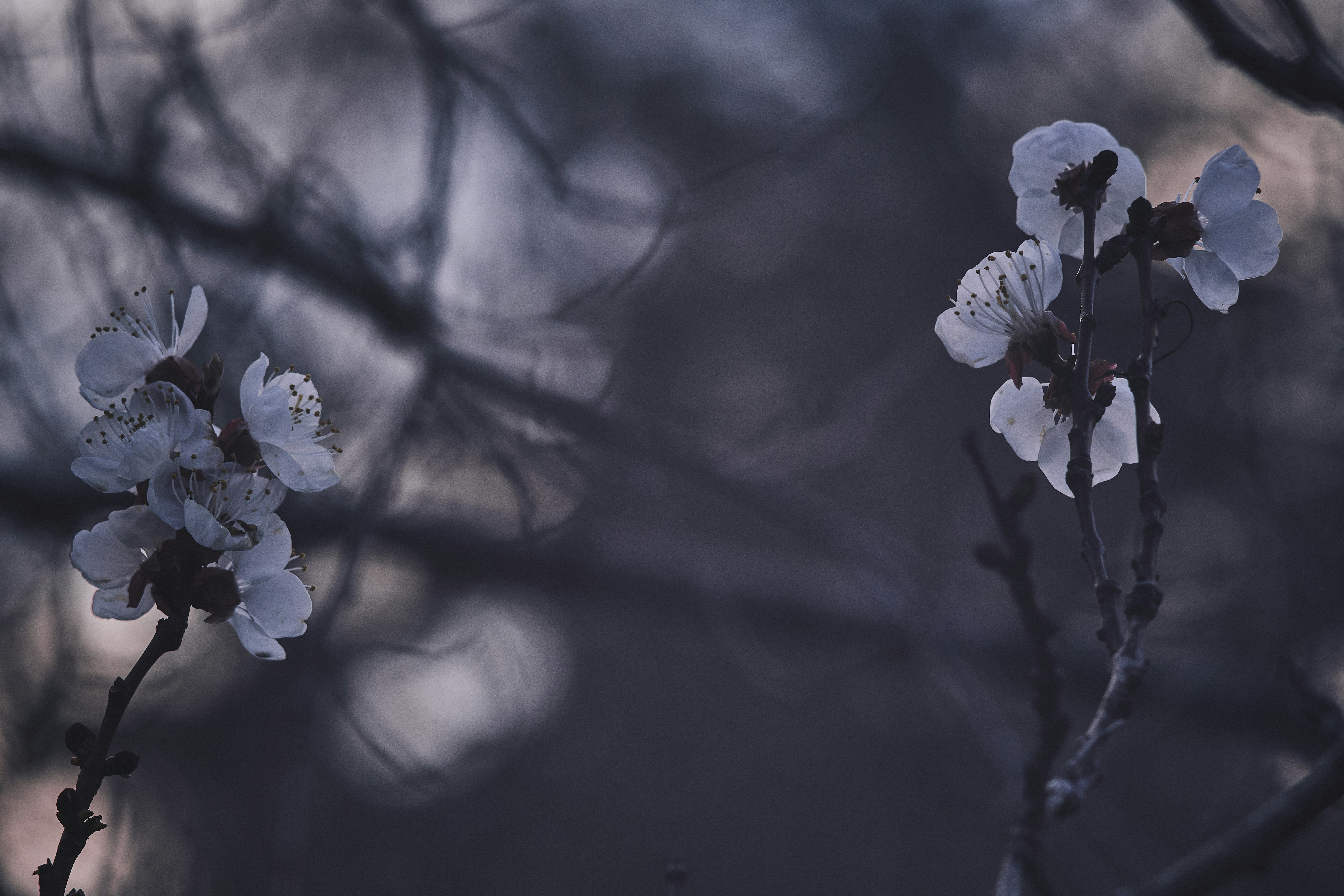 Photo by mikhailrepin