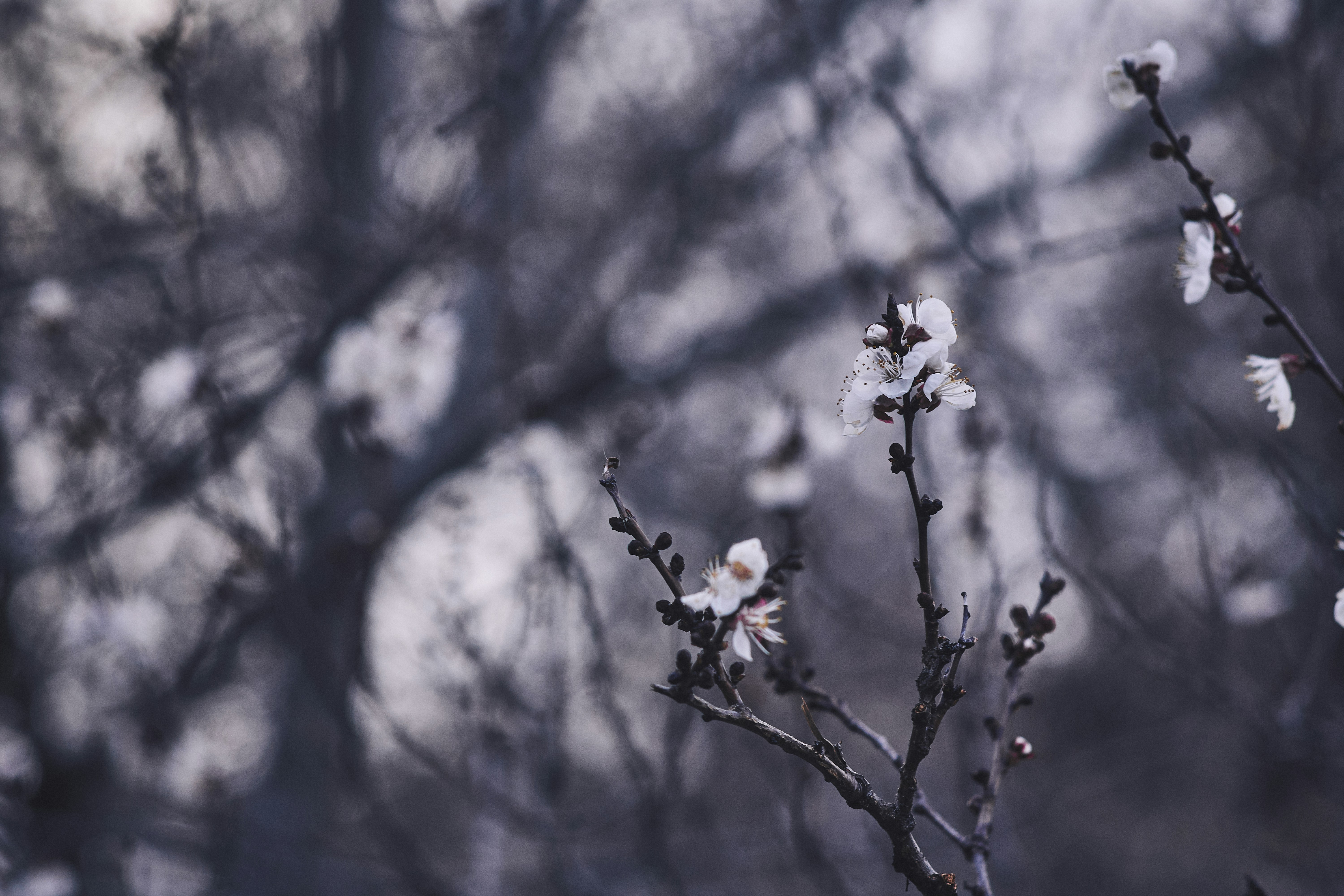 Photo by mikhailrepin