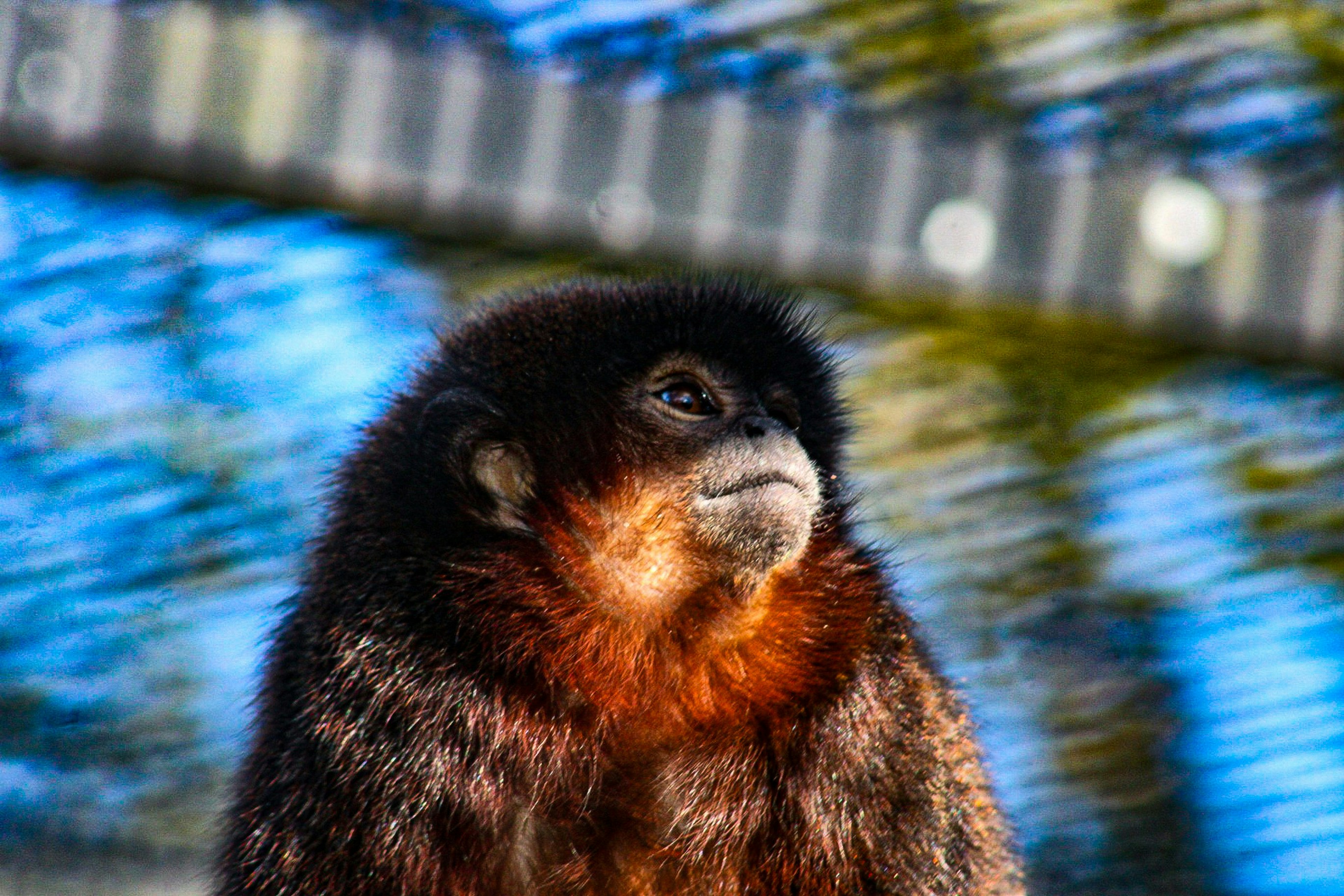 Close-up of a monkey with dark fur and orange chest