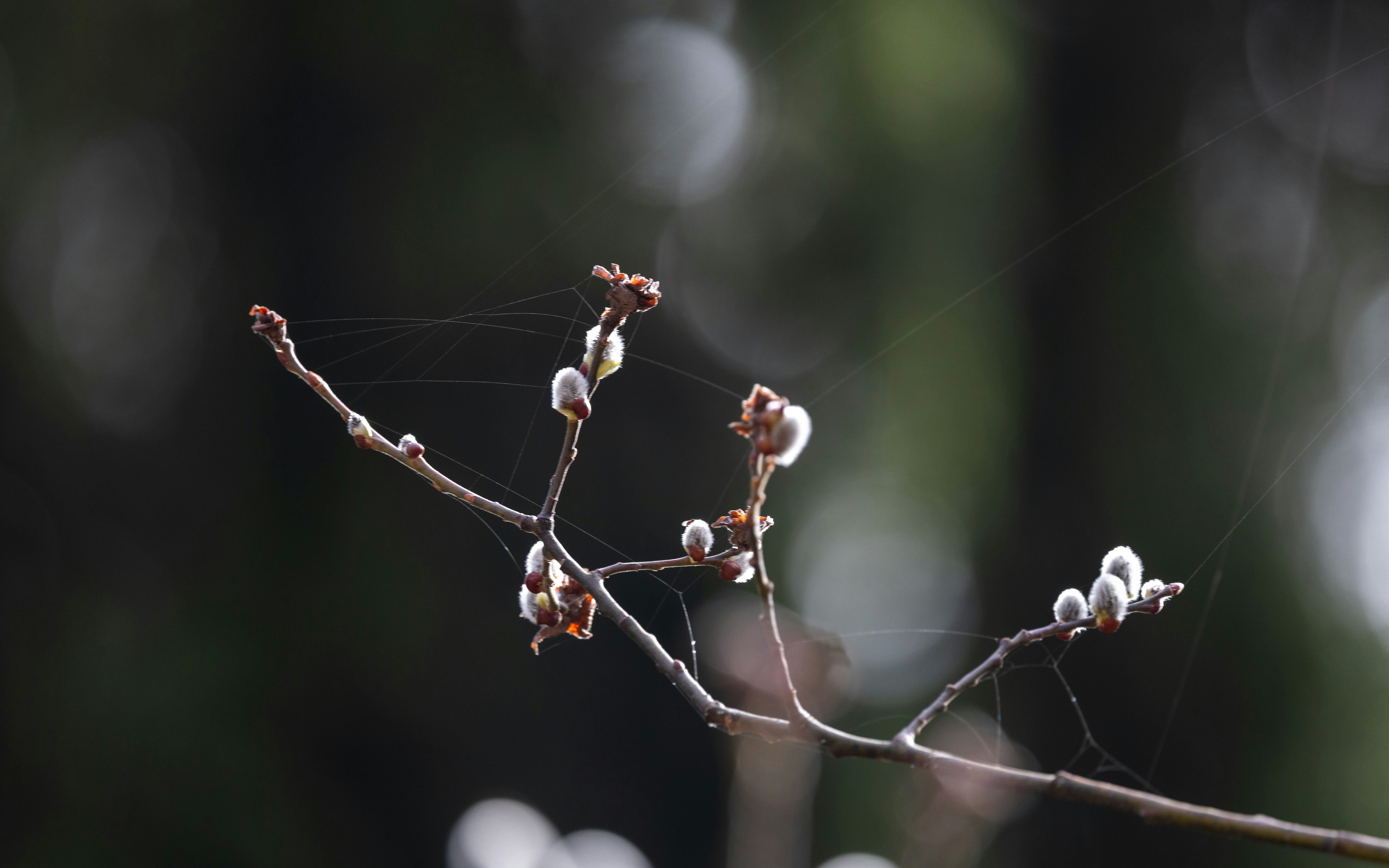 Photo by valomukitse