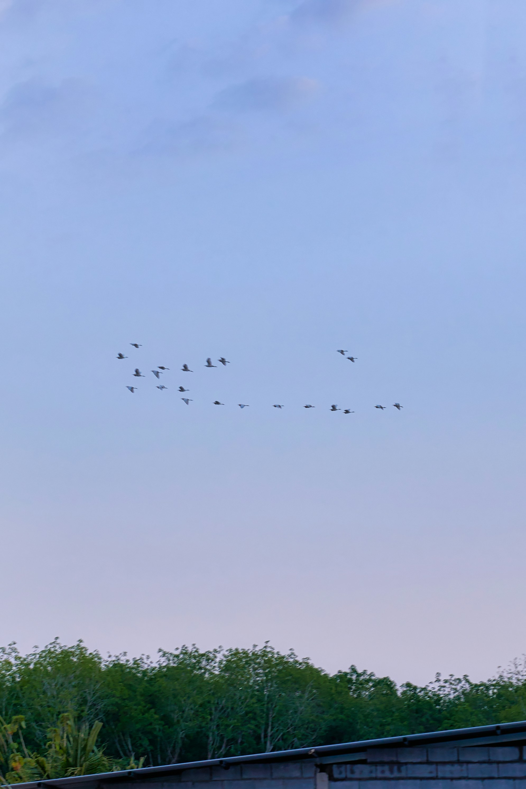 Birds flying in formation across a pale blue sky.
