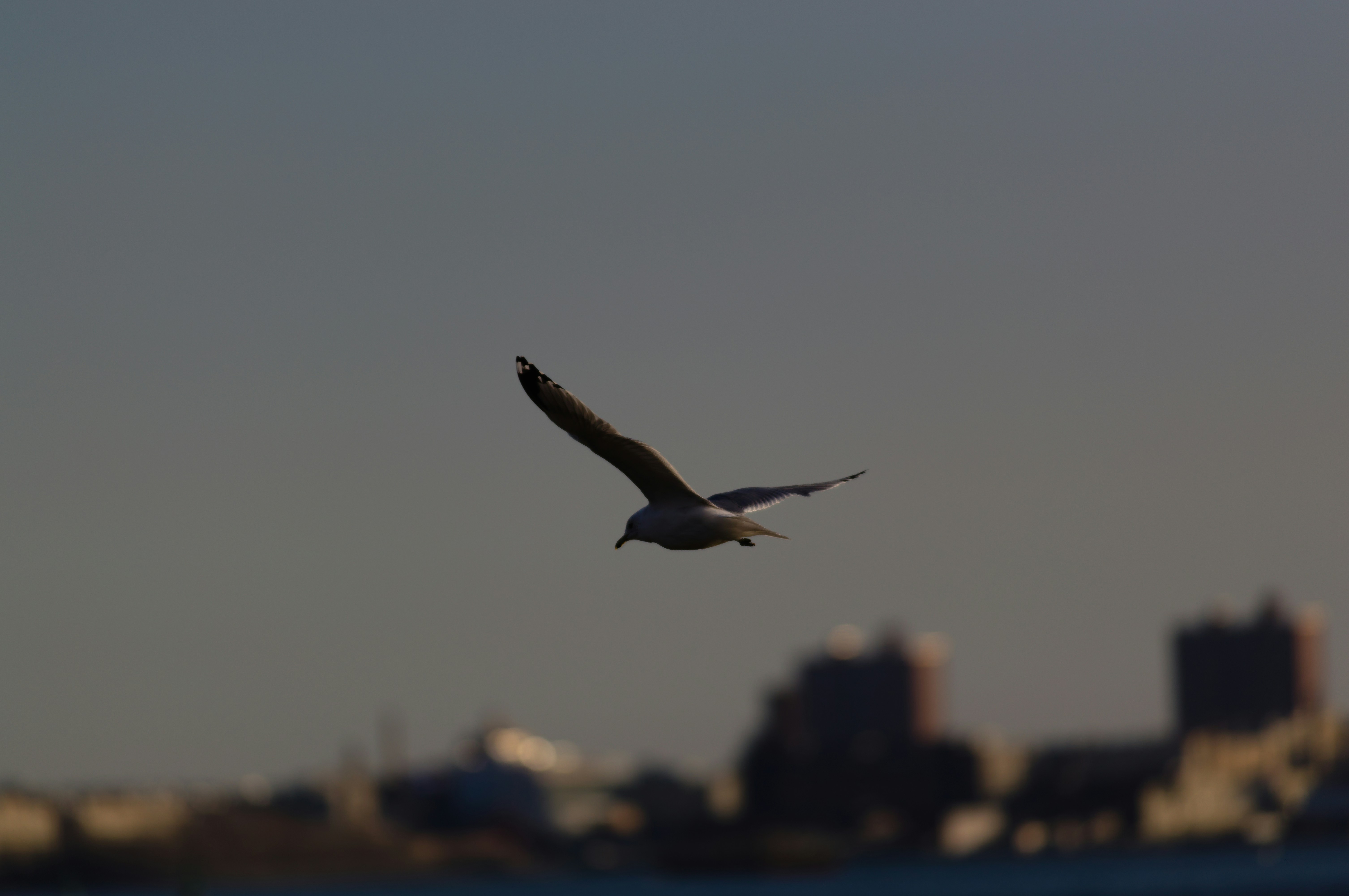 Camar terbang di atas bangunan kabur saat senja