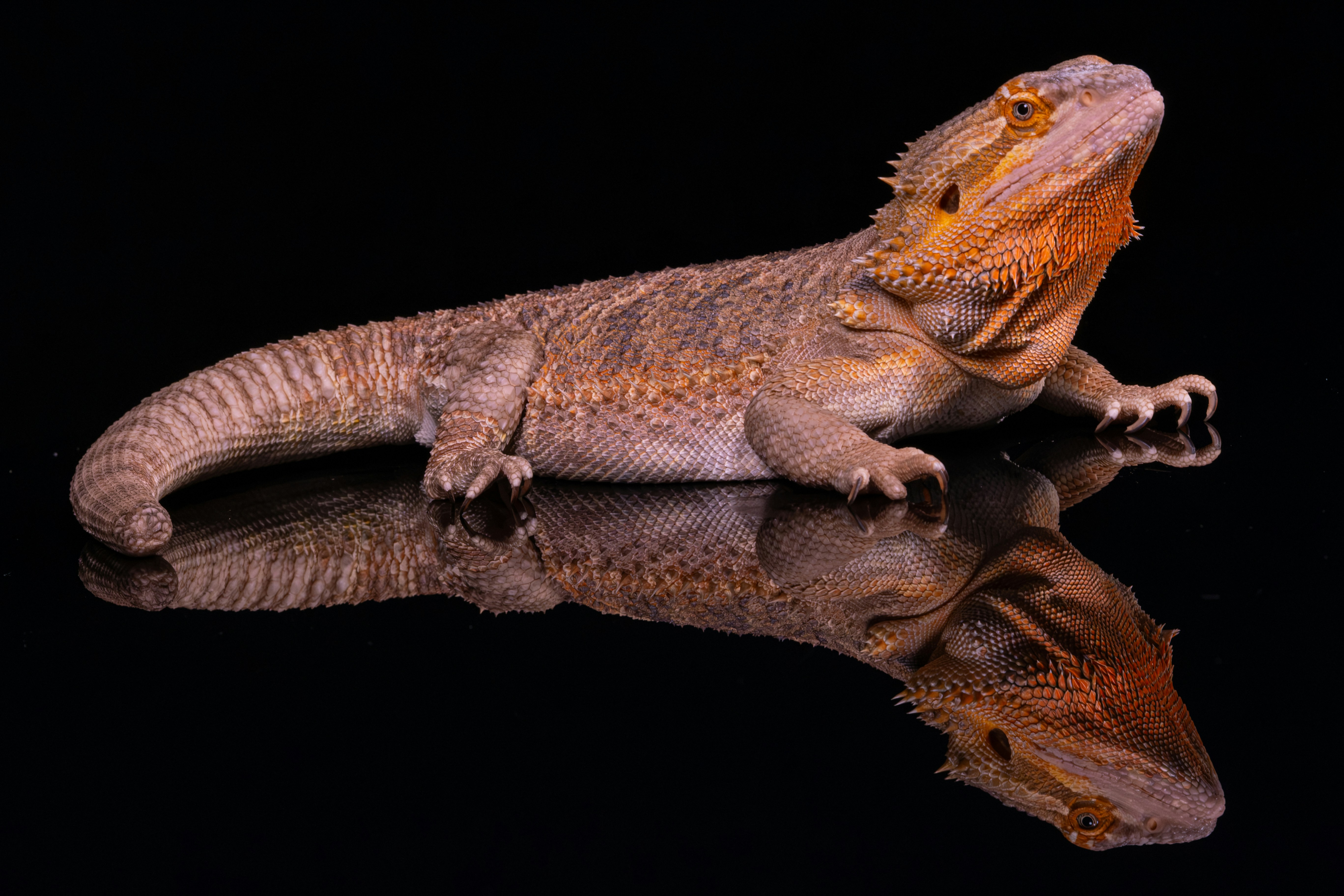 A bearded dragon lizard on a reflective black surface.