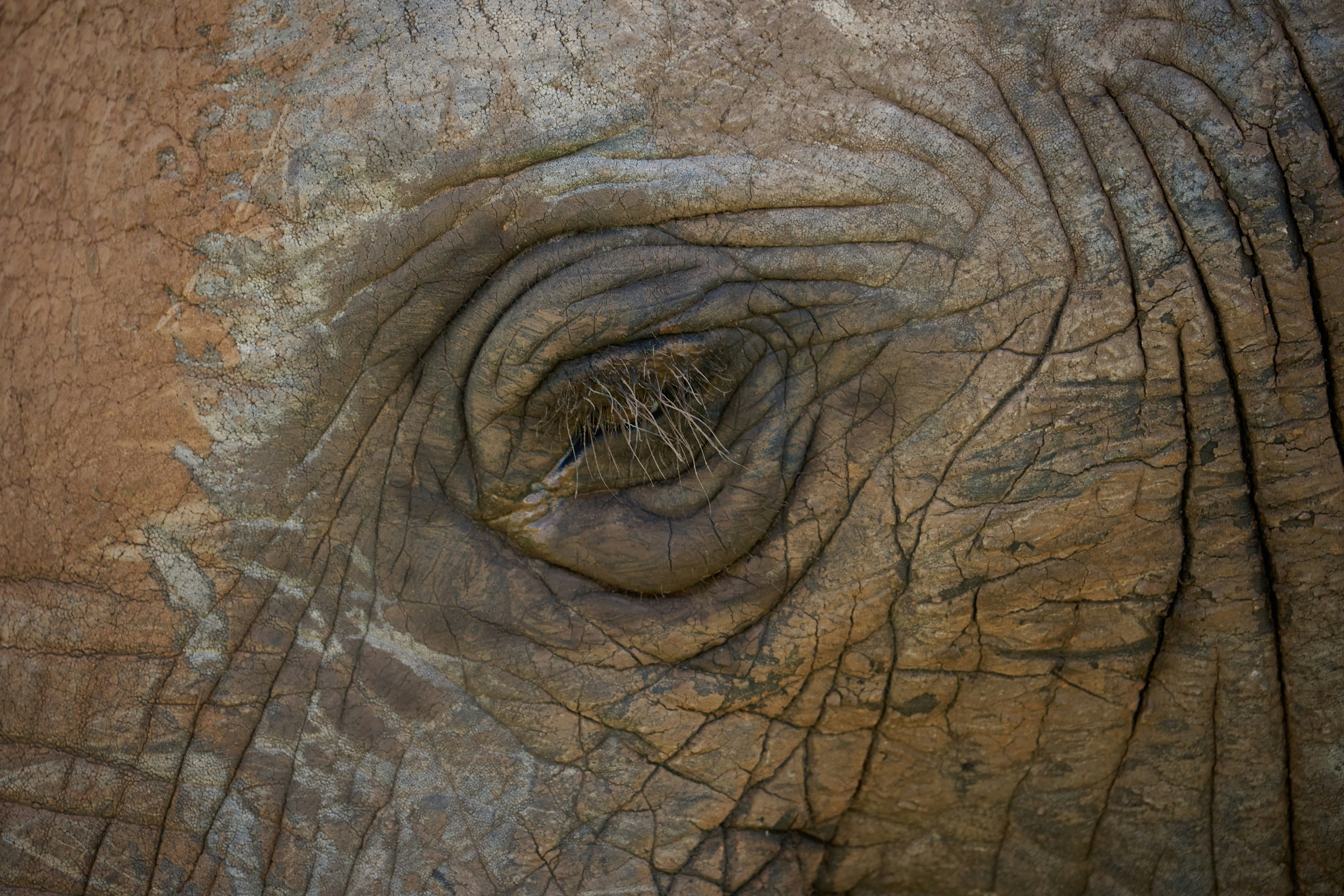 Close-up of an elephant's wrinkled eye and textured eye