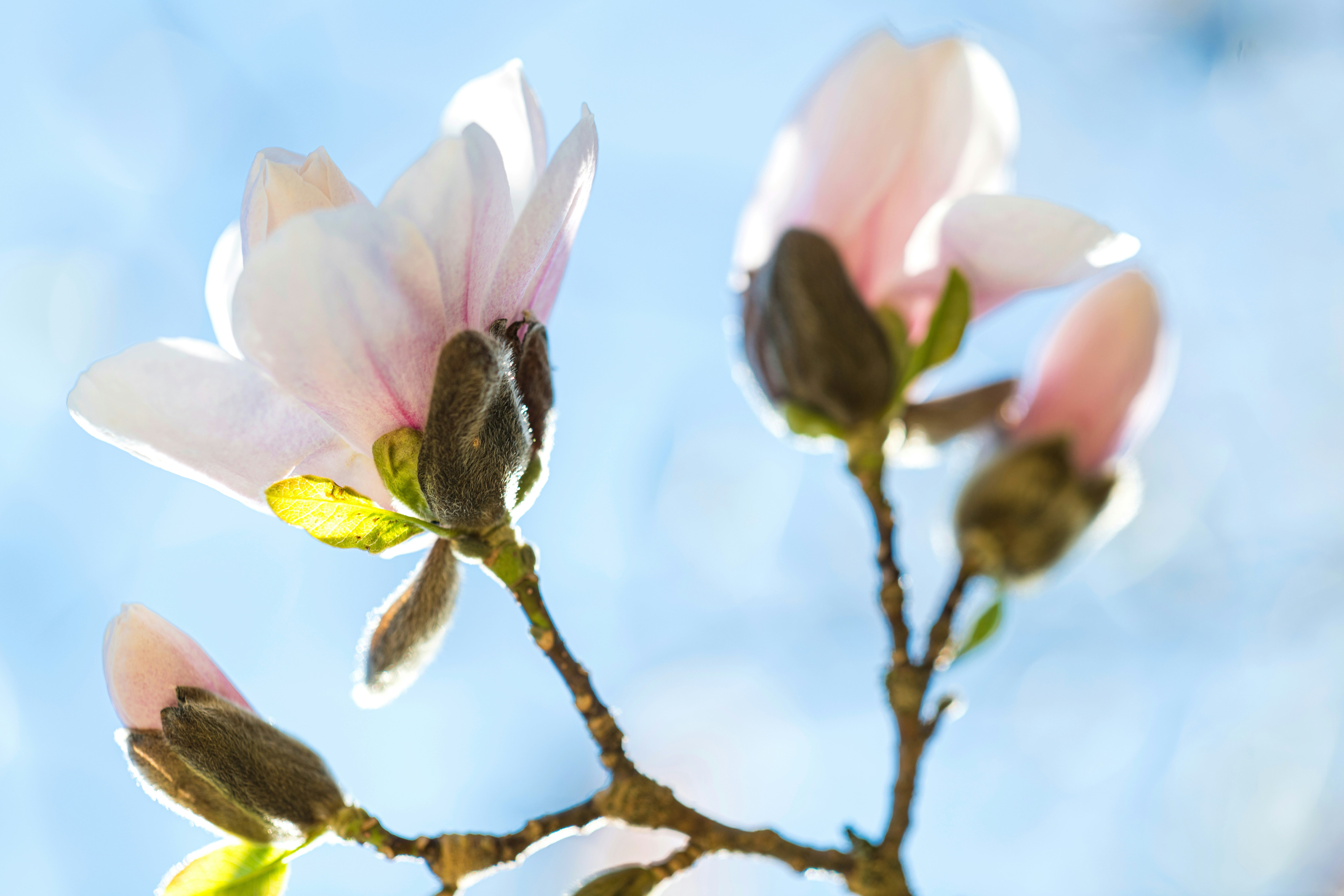 繊細なピンク色のマグノリアの花が明るい空に咲き誇ります。