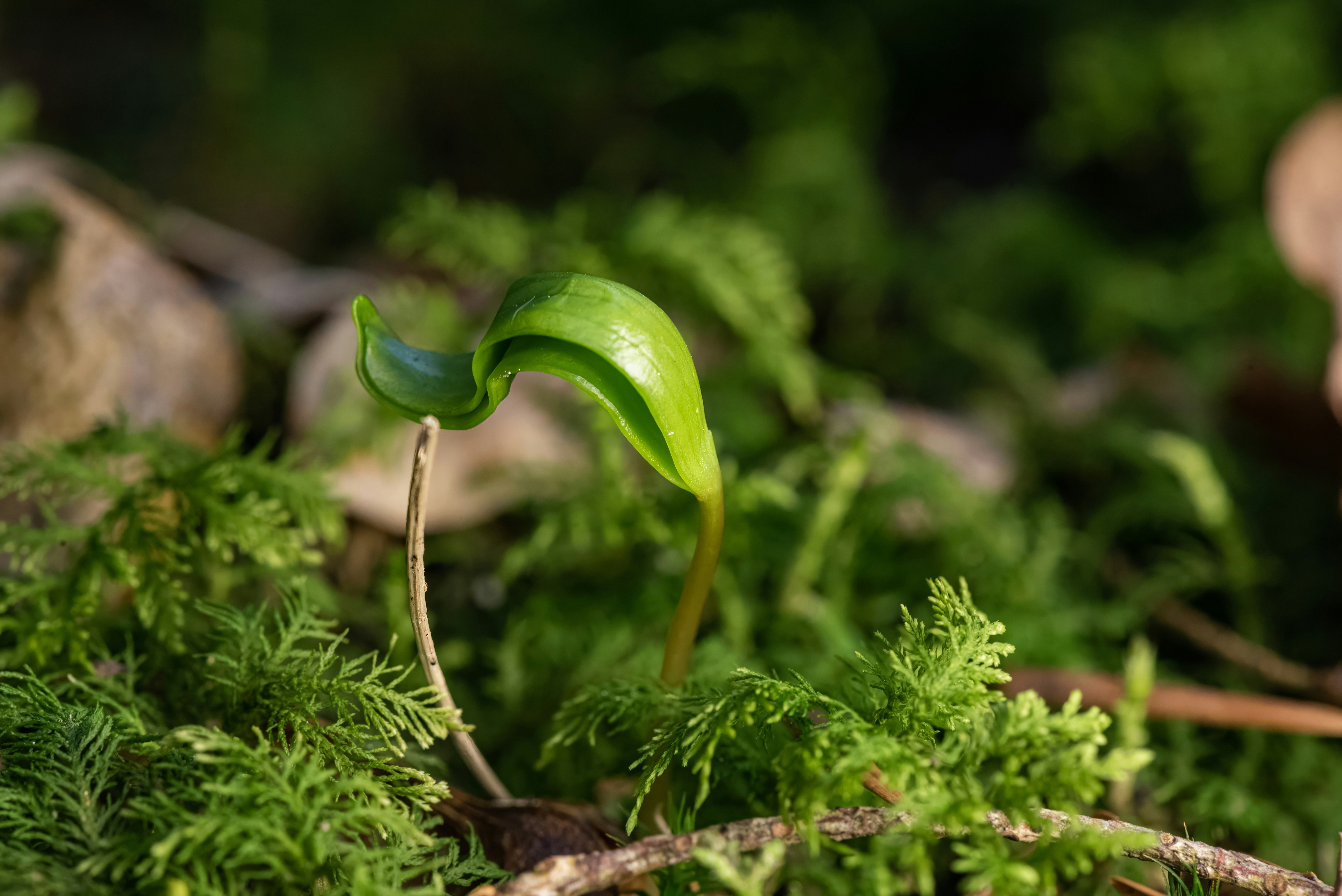 Photo by millionsofpixelsbydragos