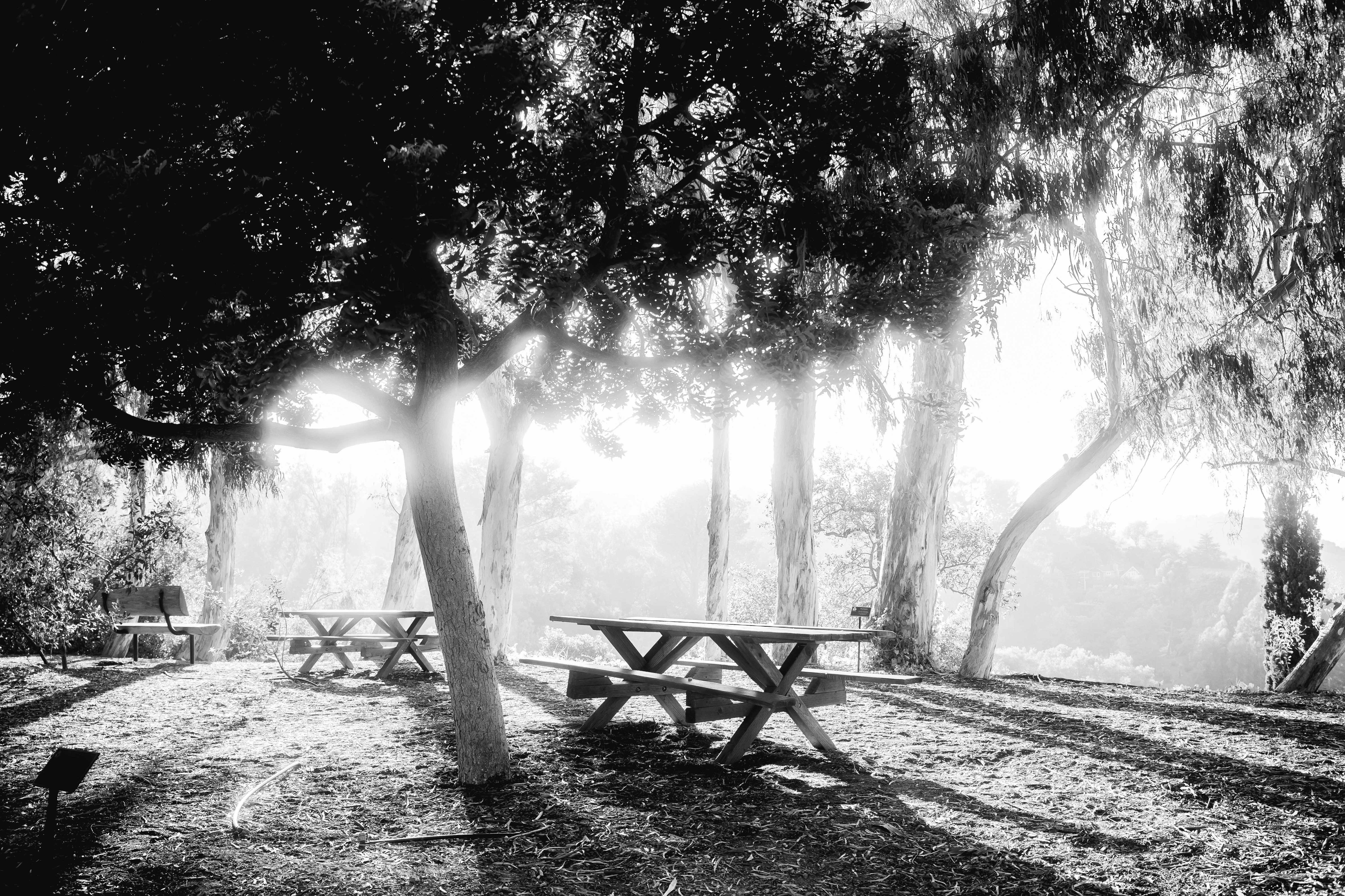 Picnic tables in a sunlit forest clearing