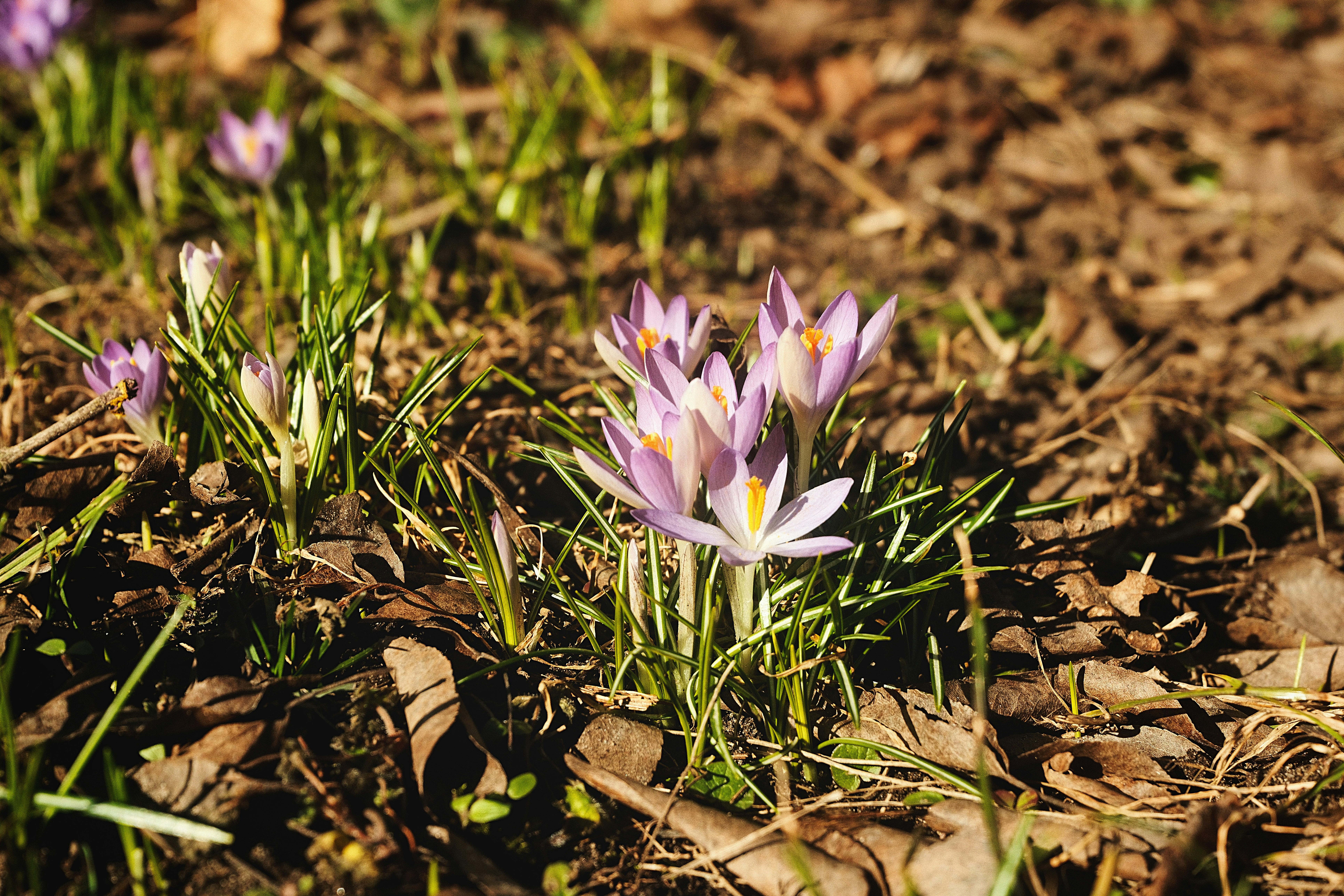 Purple crocuses blooming in the dry grass.