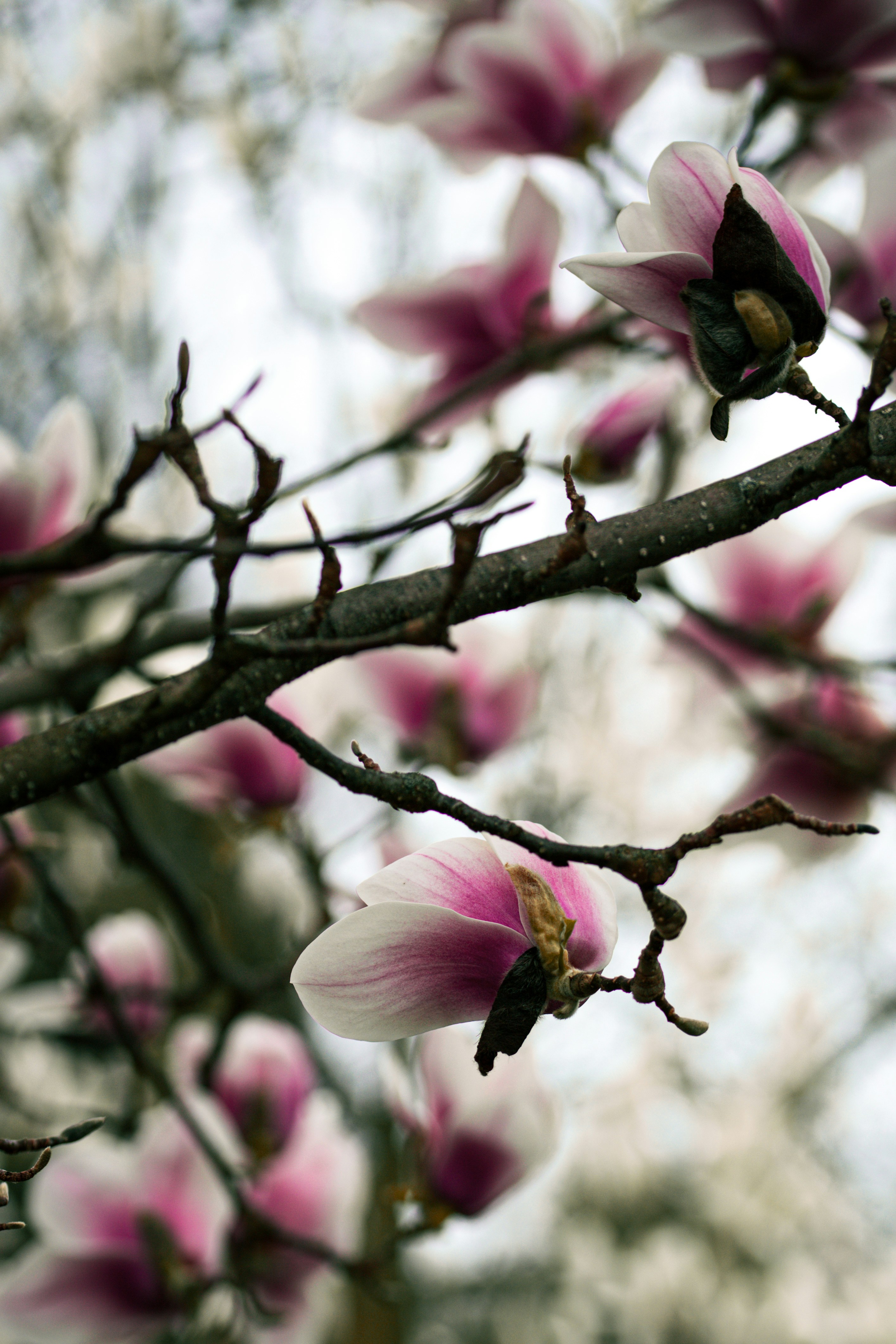 Pink magnolia blossoms on a tree branch photo – Free Pink flower Image ...