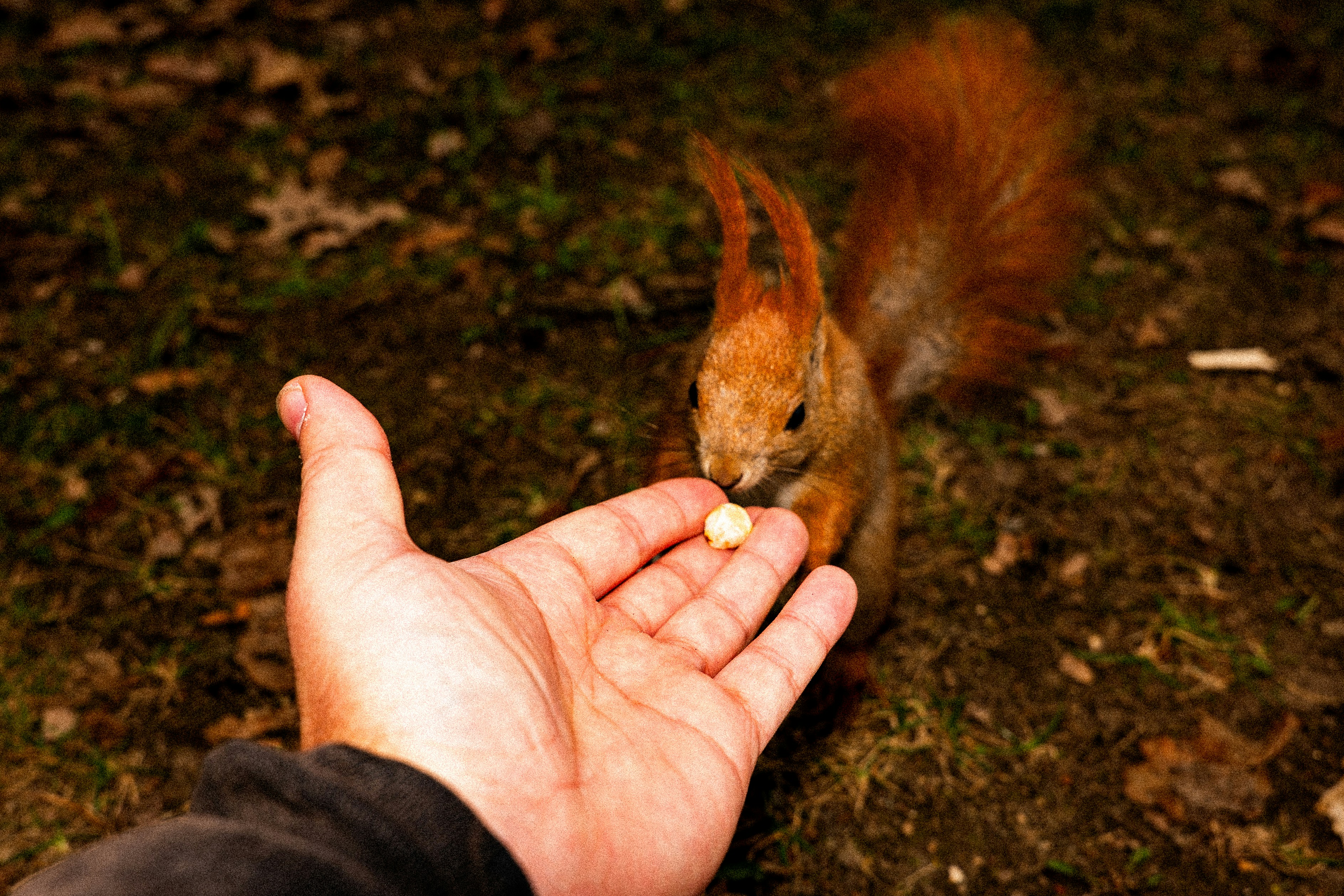 A person's hand offers a nut to a squirrel.
