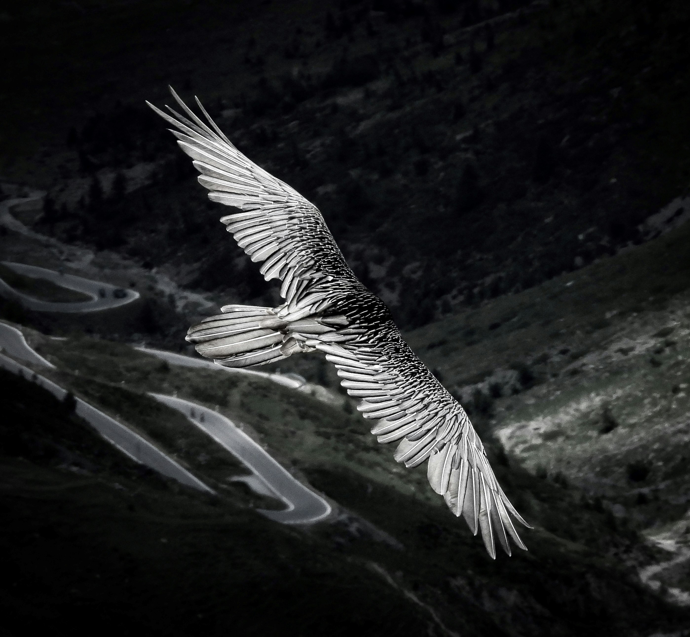 A bird with spread wings flies over a winding road